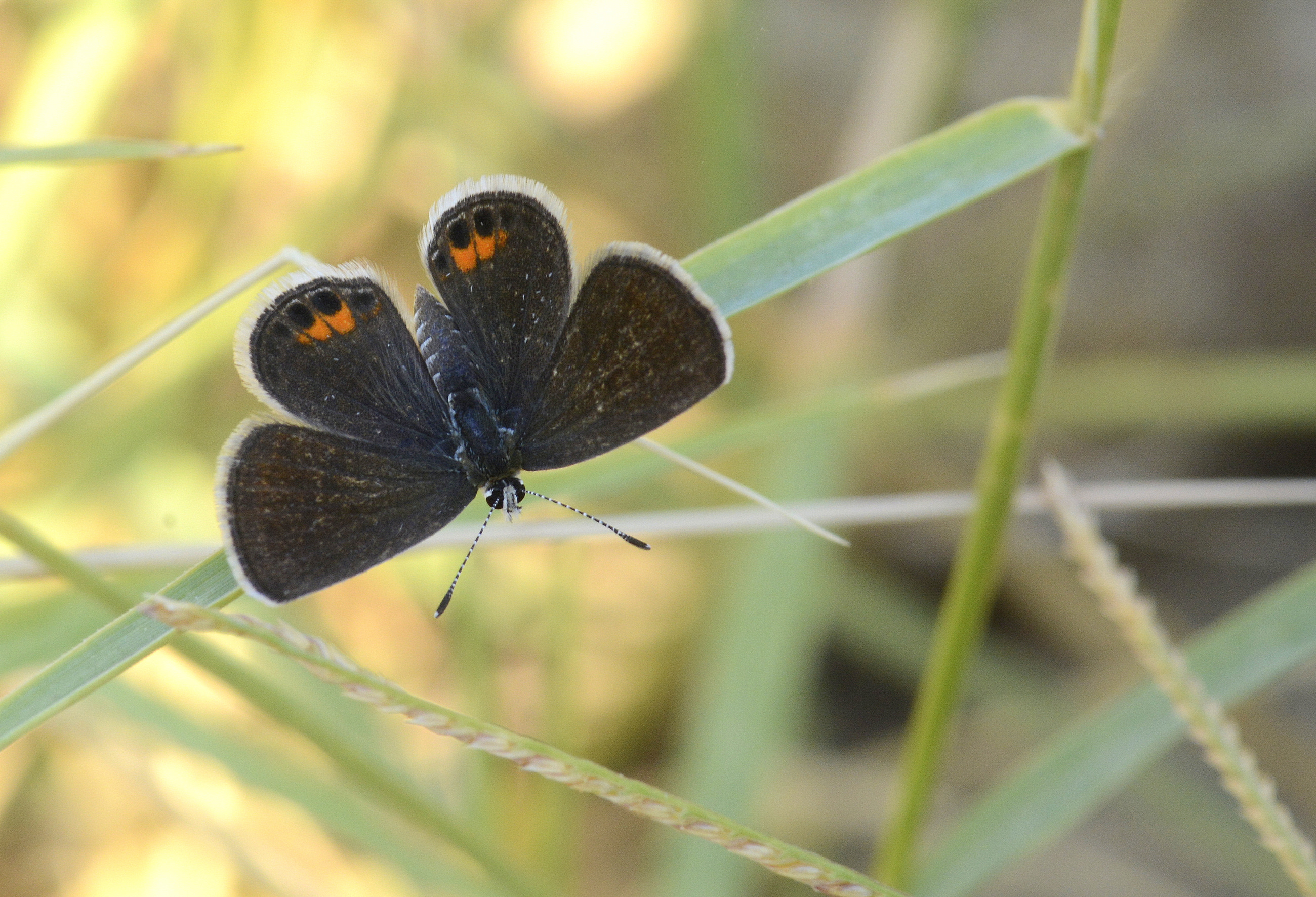 Freyeria trochylus (Mücevherkelebeği) butterfly photo