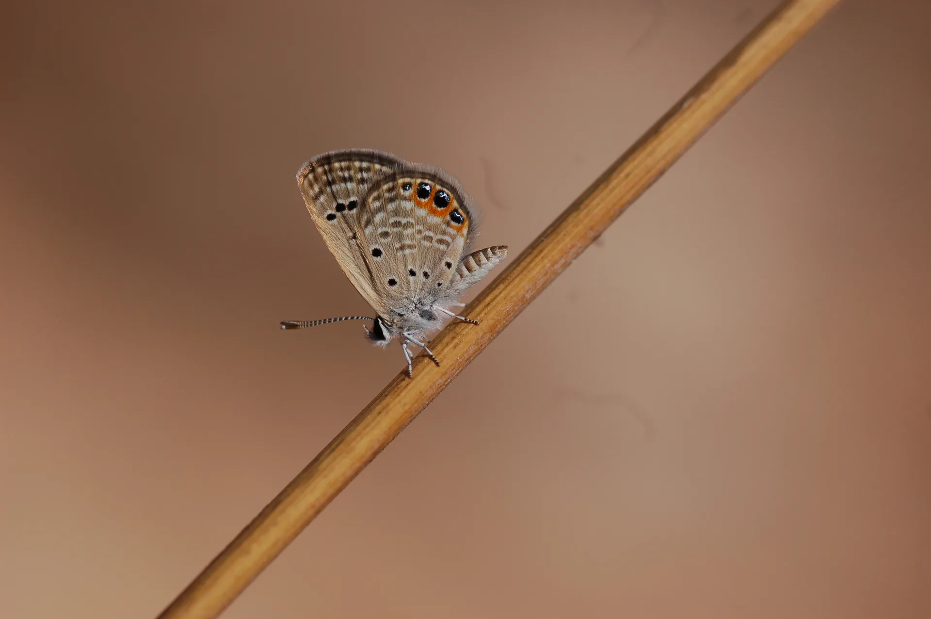 Freyeria trochylus (MÃ¼cevherkelebeÄŸi) butterfly photo