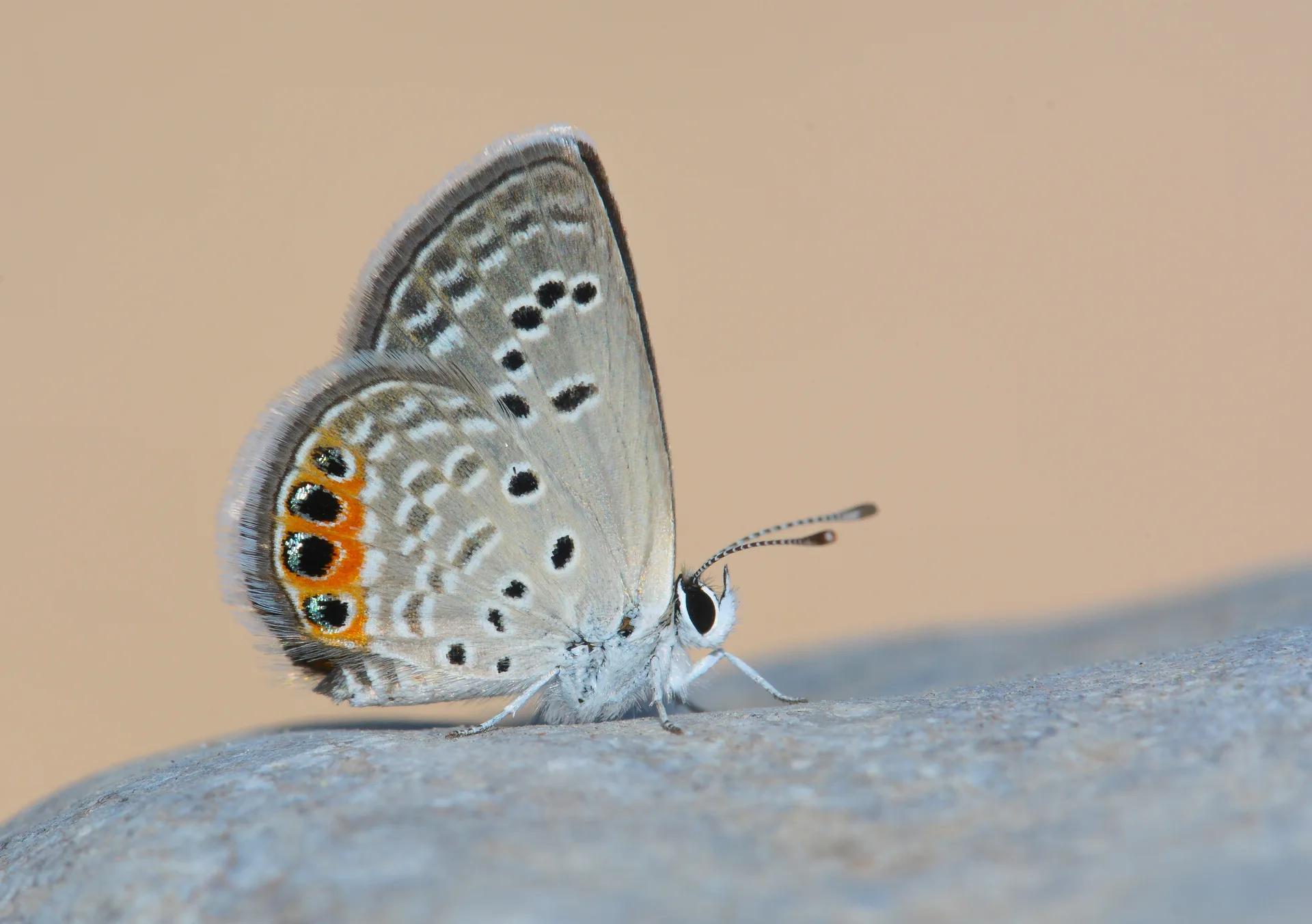Freyeria trochylus (MÃ¼cevherkelebeÄŸi) butterfly photo