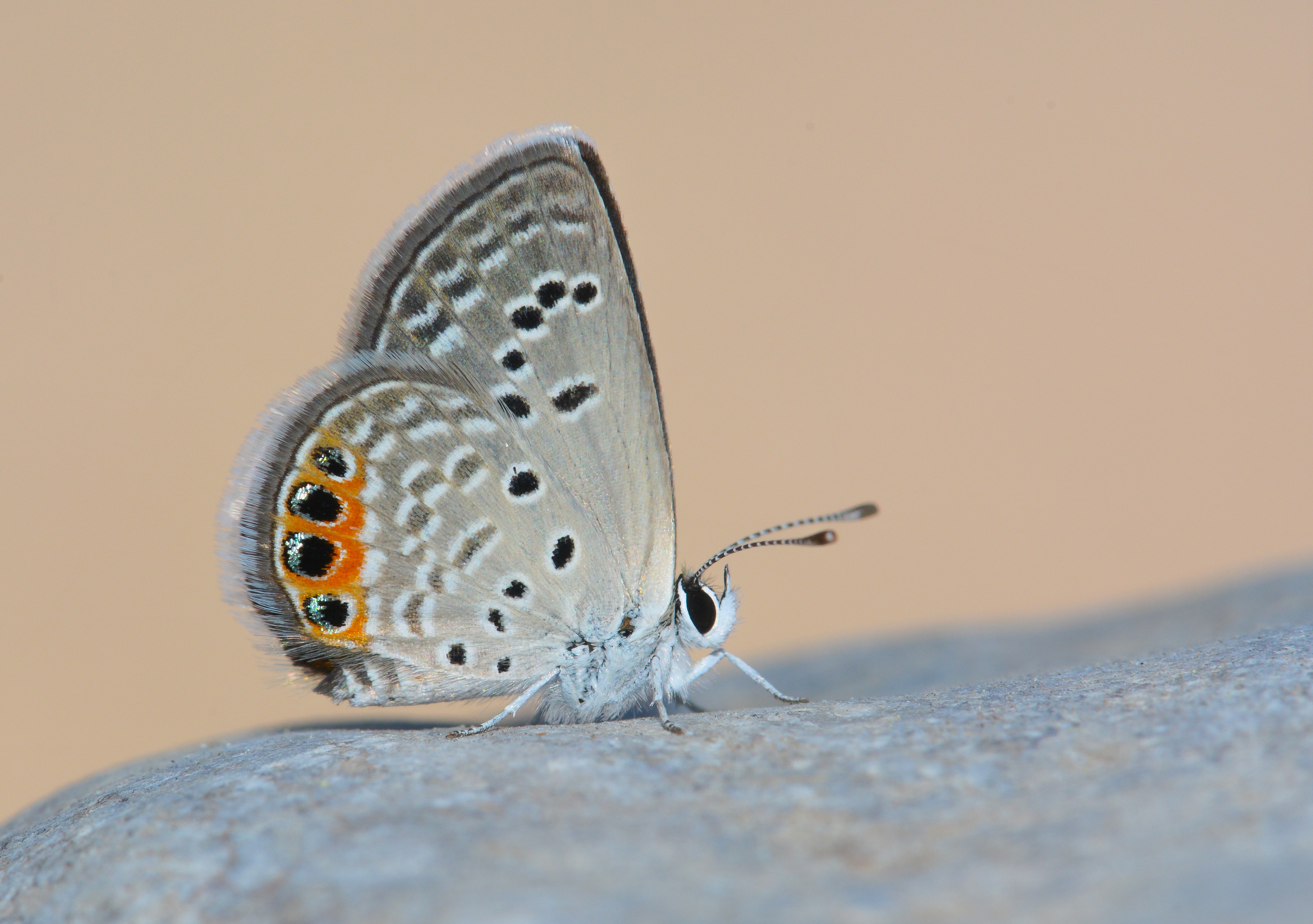 Freyeria trochylus (MÃ¼cevherkelebeÄŸi) butterfly photo