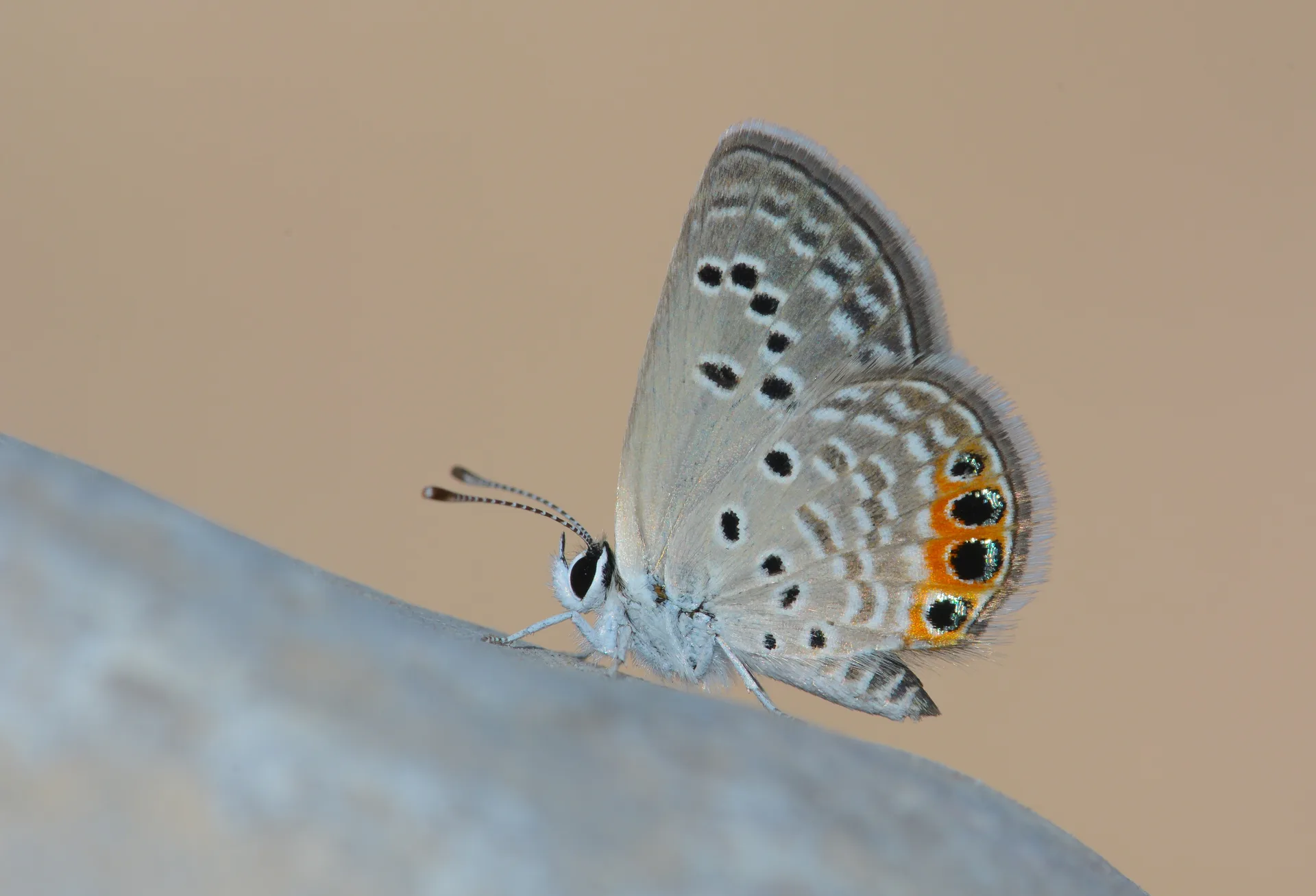 Freyeria trochylus (MÃ¼cevherkelebeÄŸi) butterfly photo