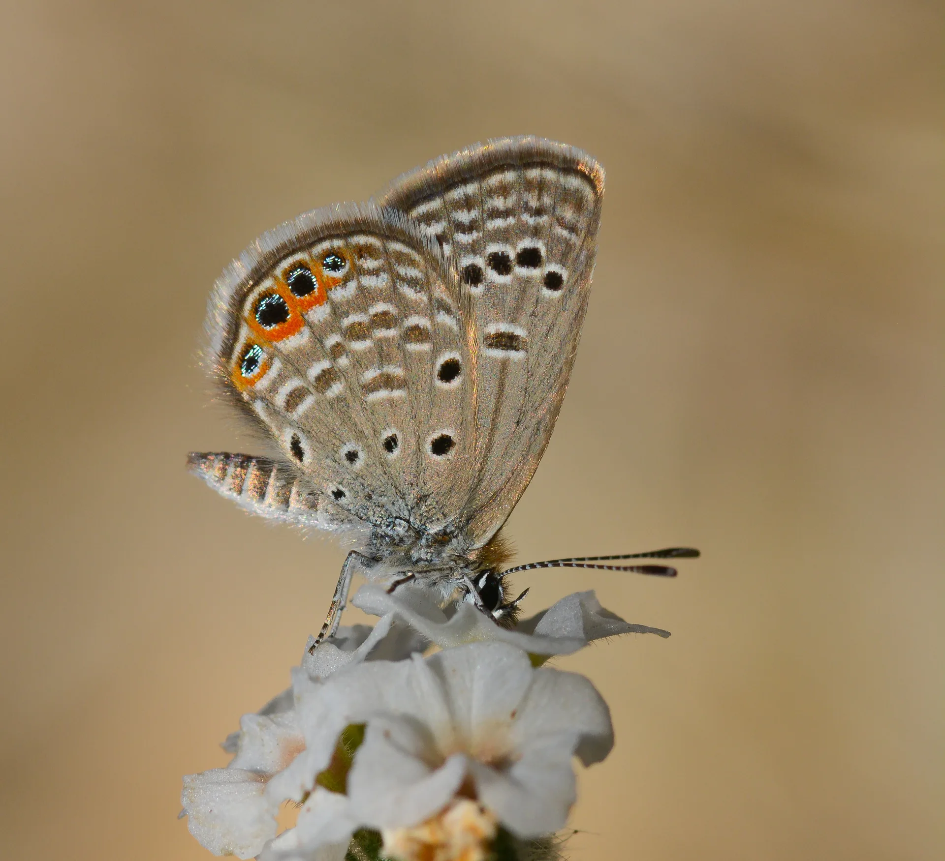 Freyeria trochylus (MÃ¼cevherkelebeÄŸi) butterfly photo