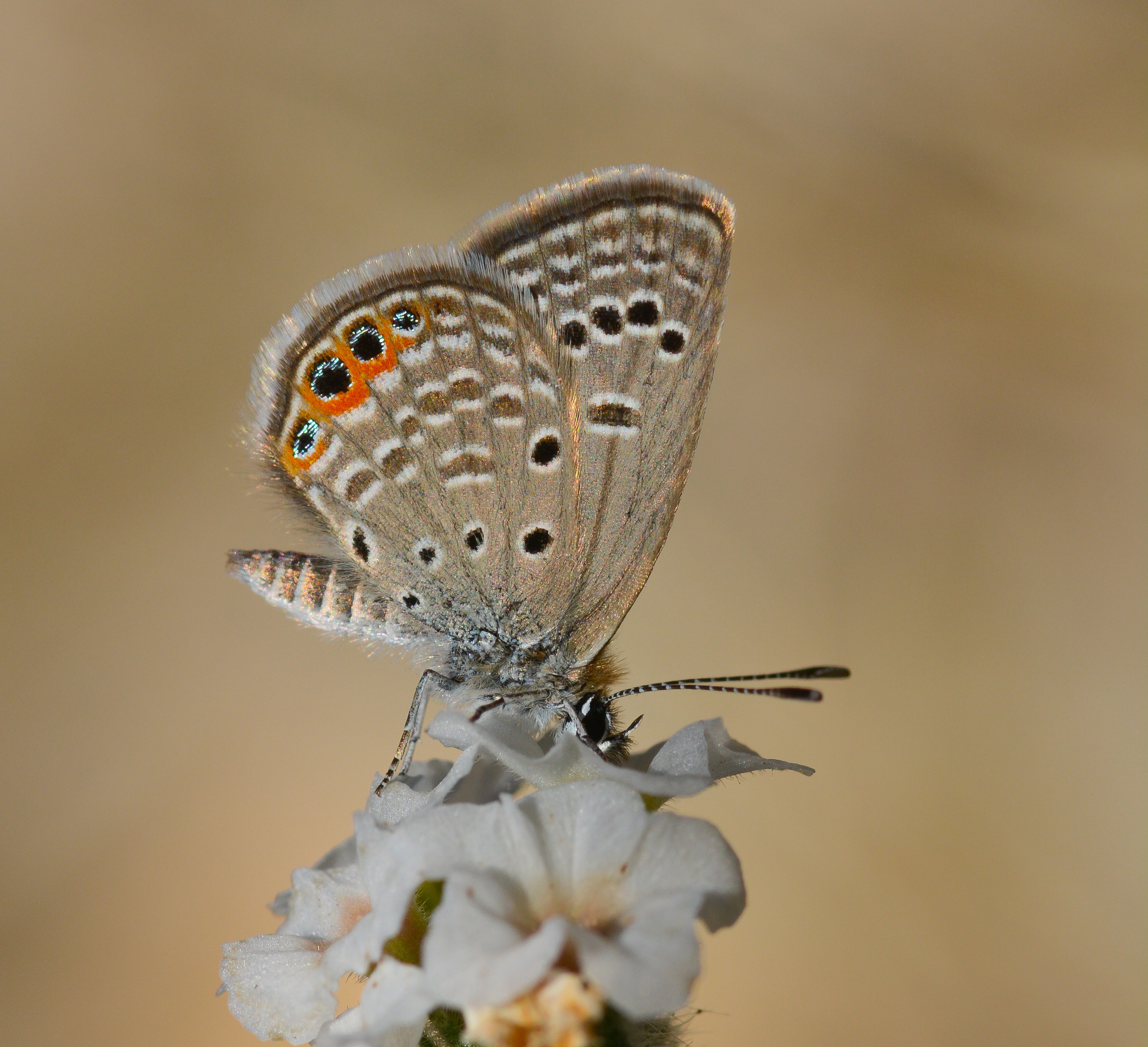 Freyeria trochylus (Mücevherkelebeği) butterfly photo