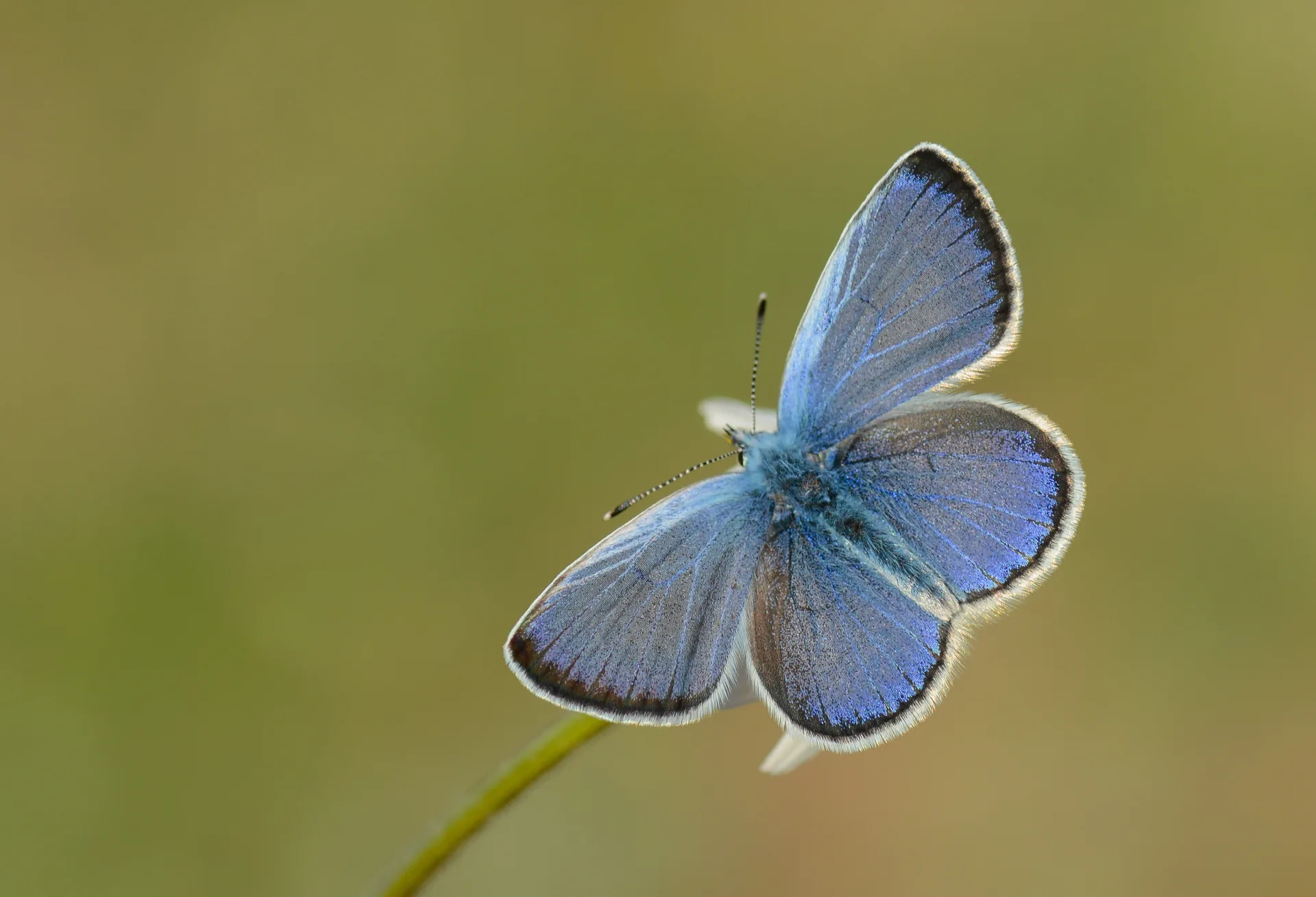 Glaucopsyche alexis (Karagözmavisi) butterfly photo