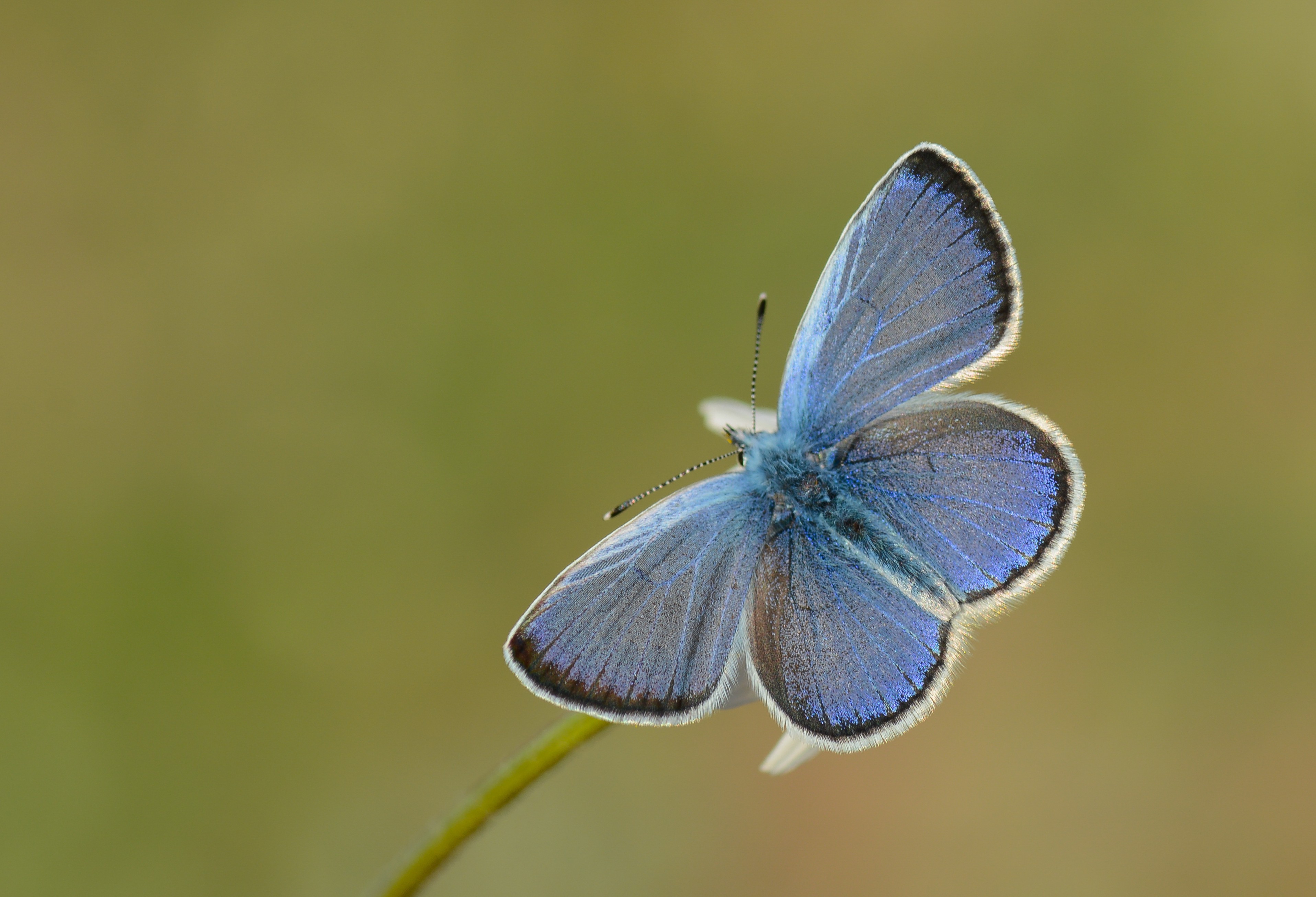 Glaucopsyche alexis (Karagözmavisi) butterfly photo