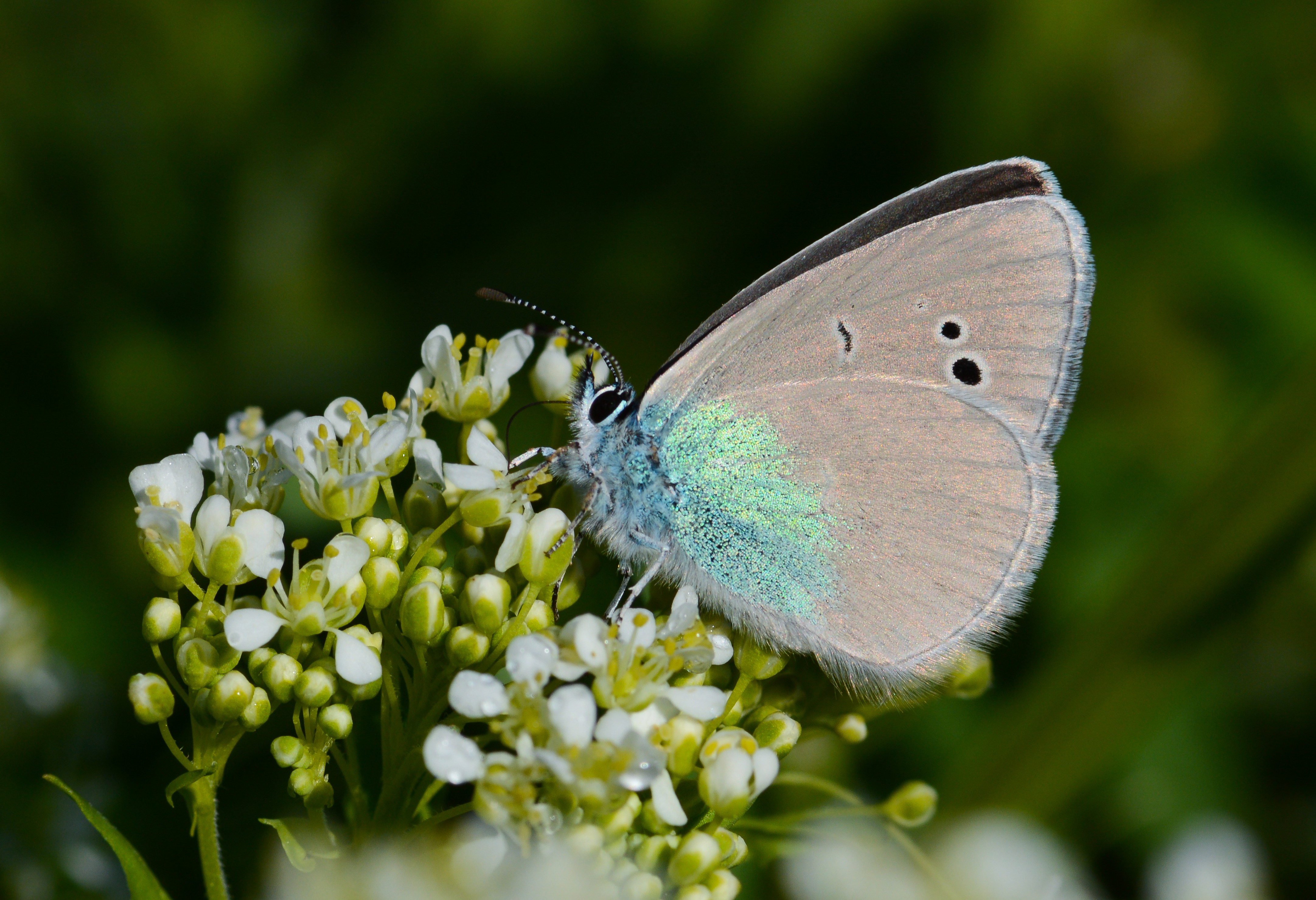 Glaucopsyche alexis (Karagözmavisi) butterfly photo