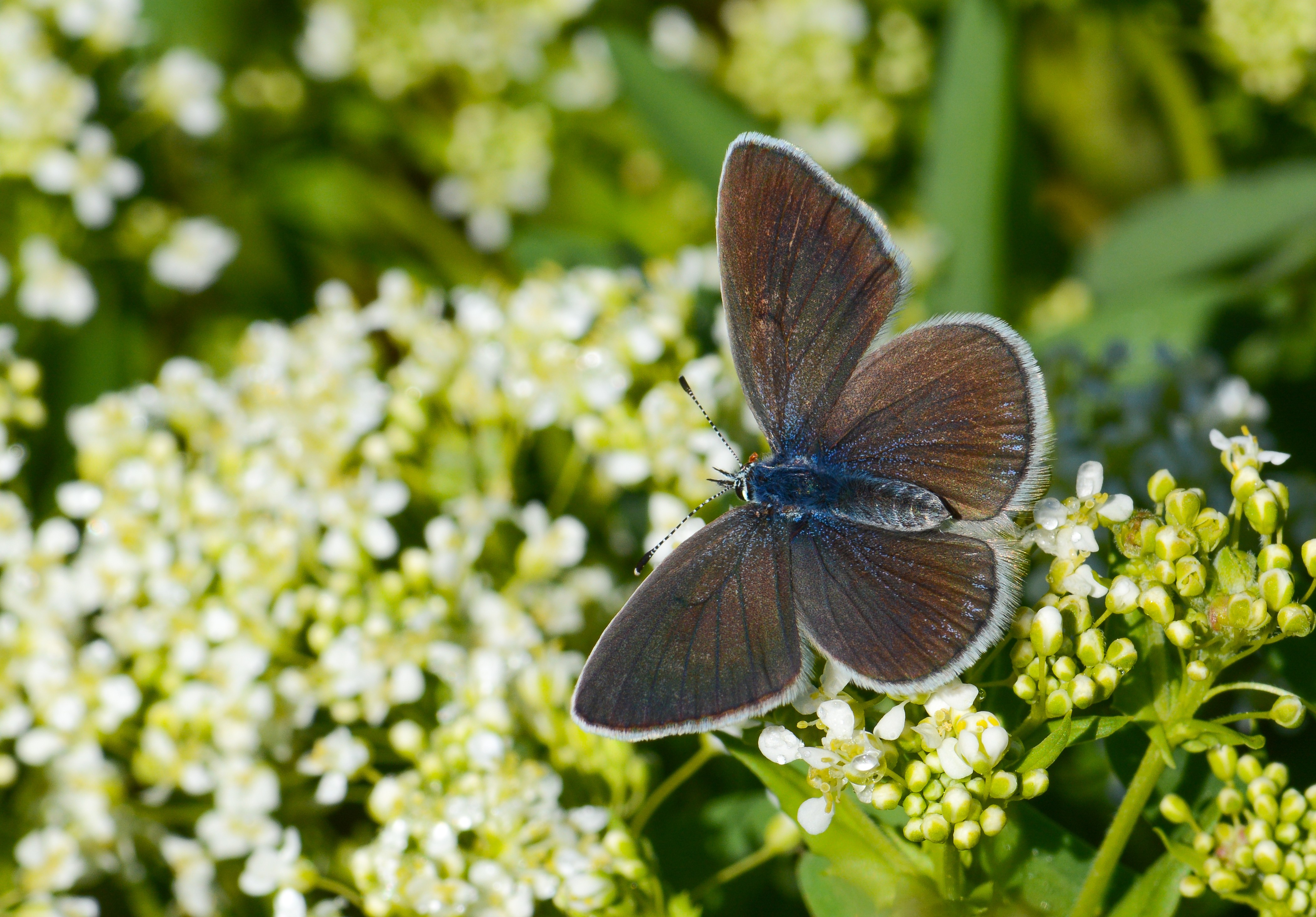 Glaucopsyche alexis (Karagözmavisi) butterfly photo