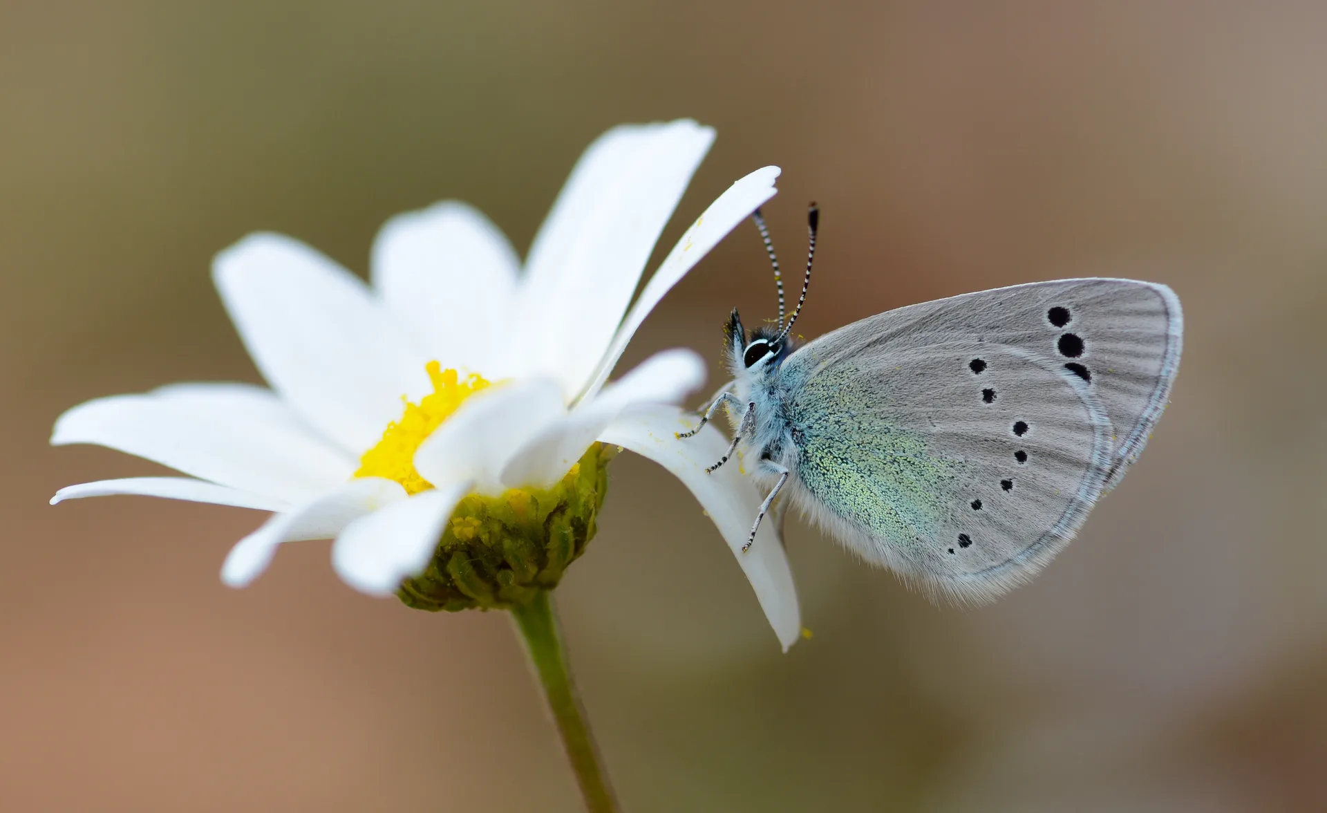 Glaucopsyche alexis (KaragÃ¶zmavisi) butterfly photo
