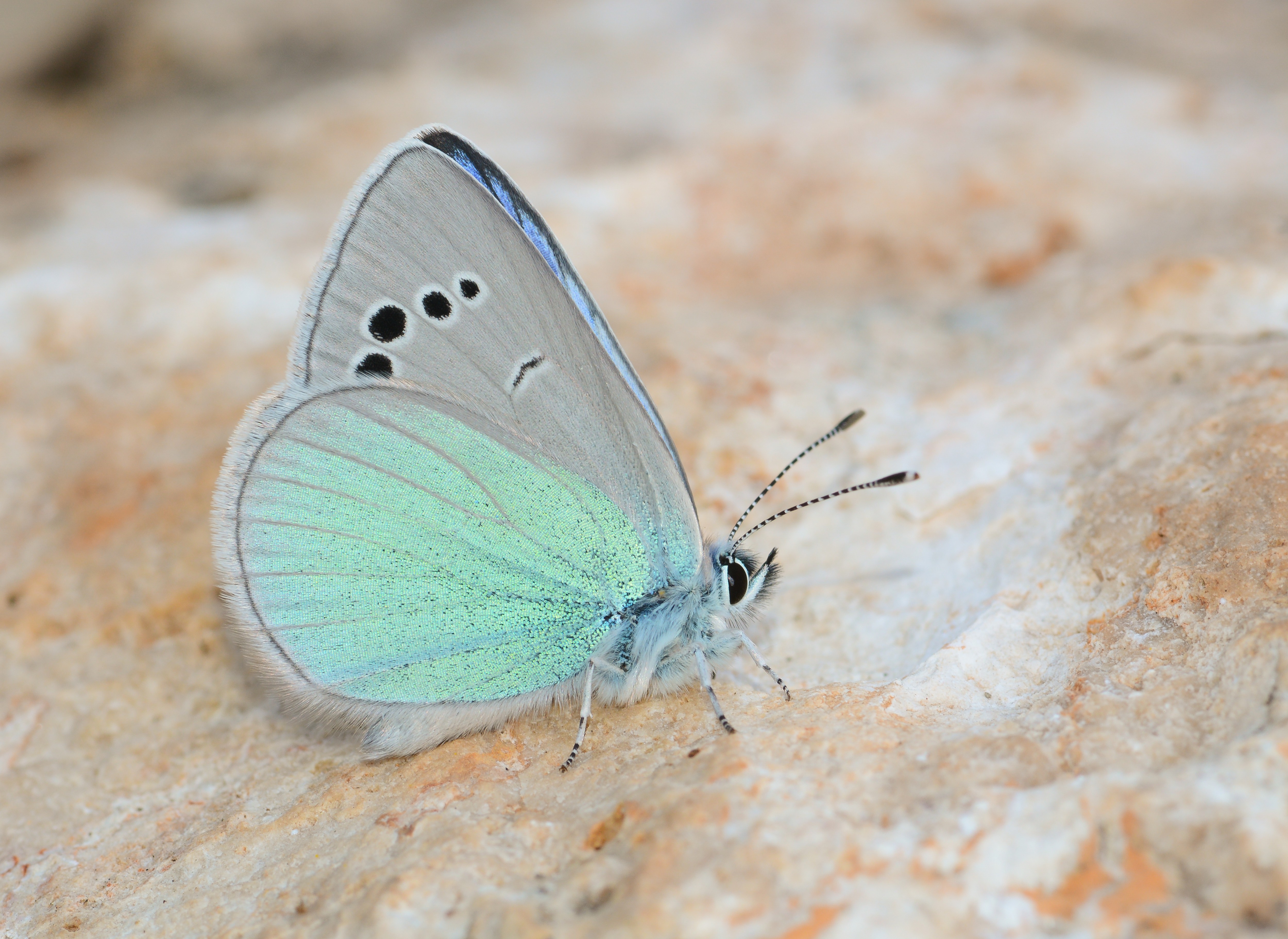 Glaucopsyche alexis (Karagözmavisi) butterfly photo
