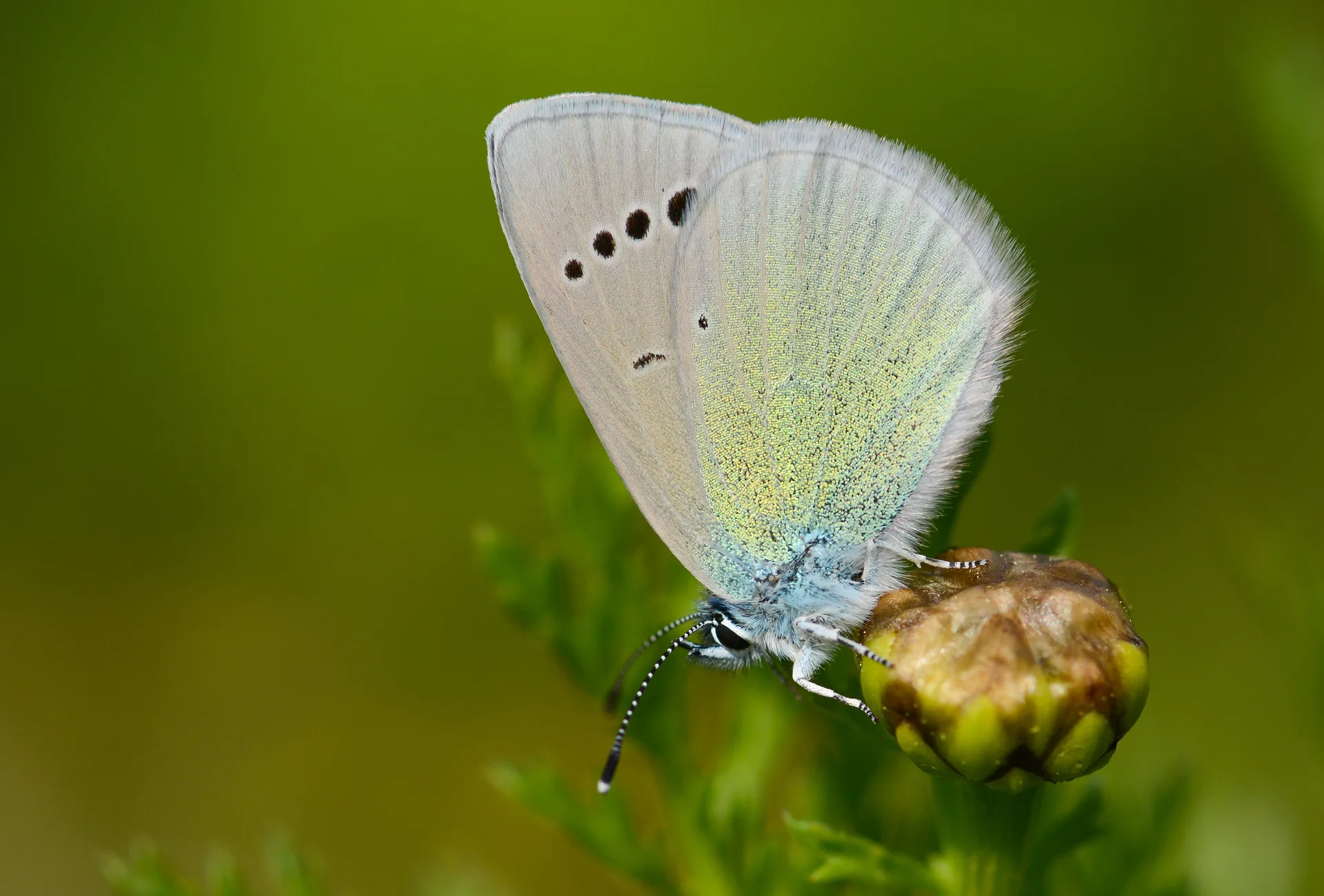 Glaucopsyche alexis (KaragÃ¶zmavisi) butterfly photo