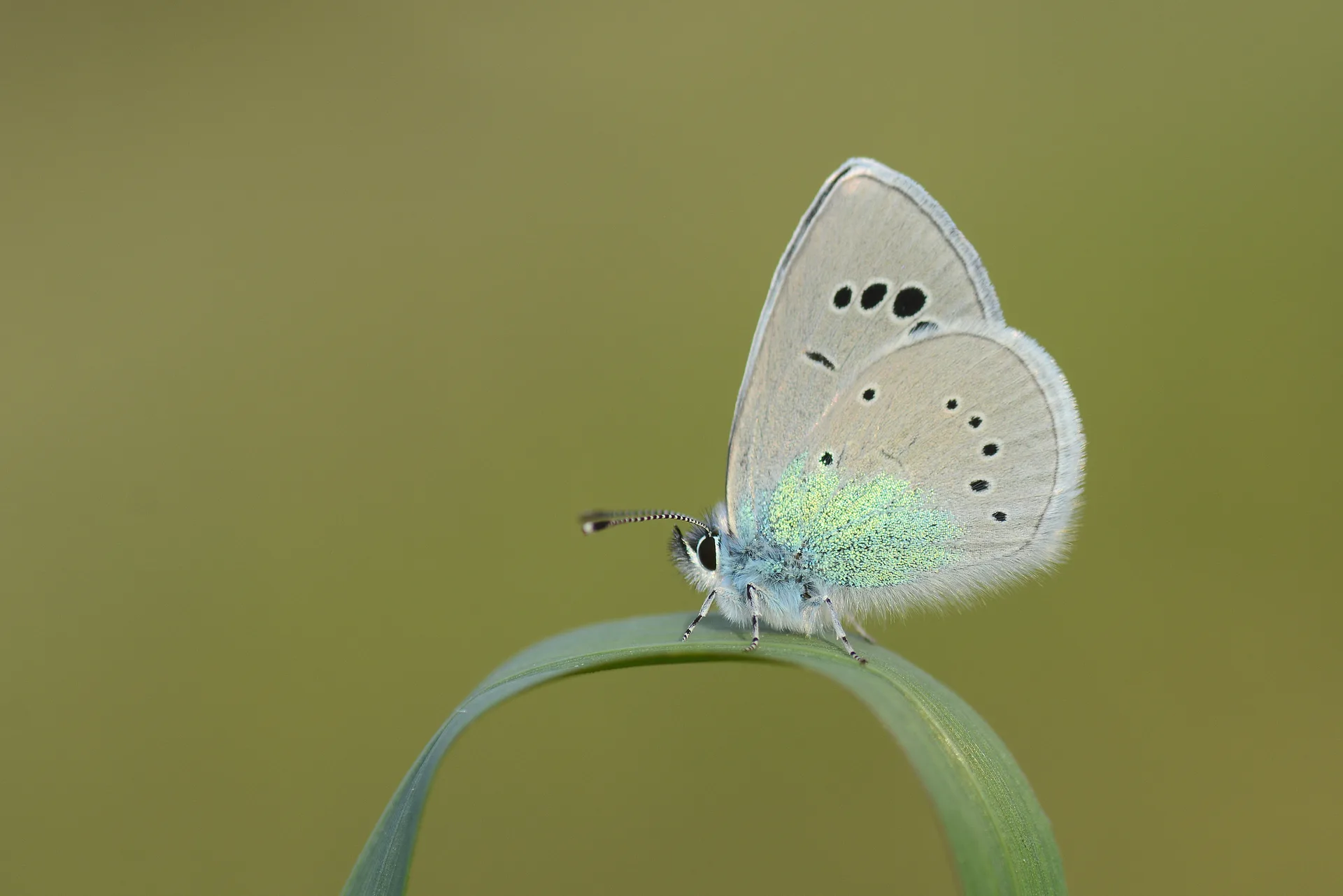 Glaucopsyche alexis (KaragÃ¶zmavisi) butterfly photo