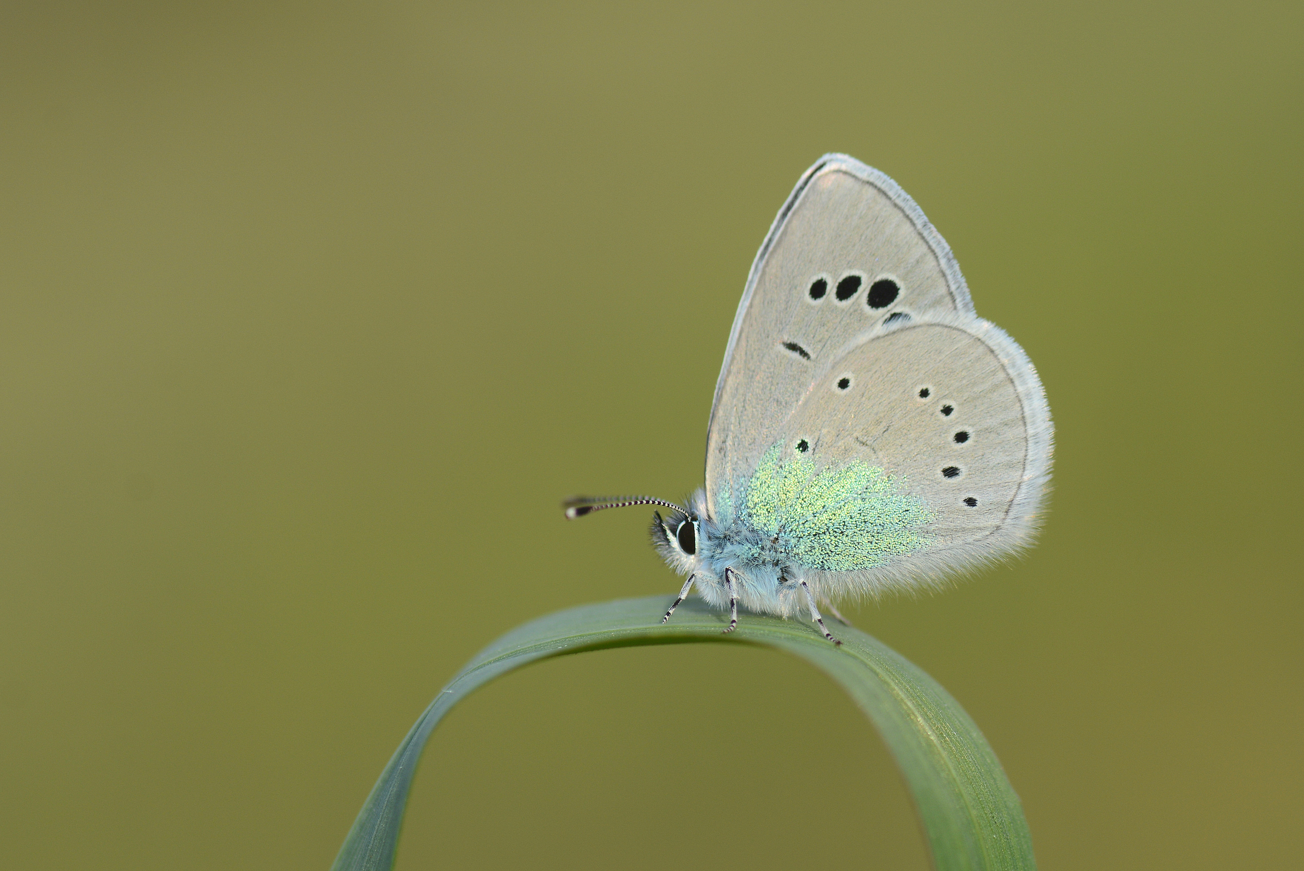 Glaucopsyche alexis (Karagözmavisi) butterfly photo