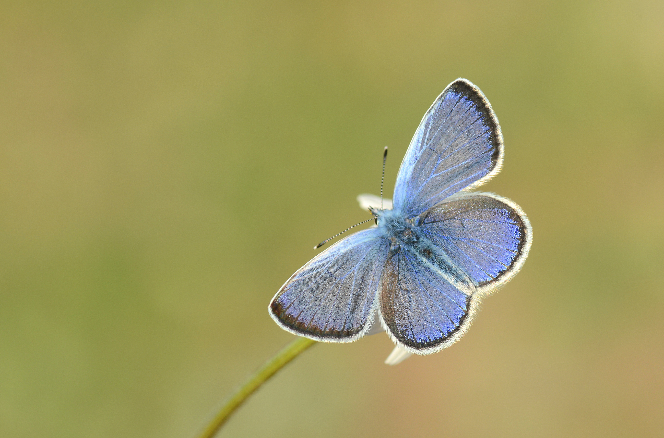 Glaucopsyche alexis (Karagözmavisi) butterfly photo