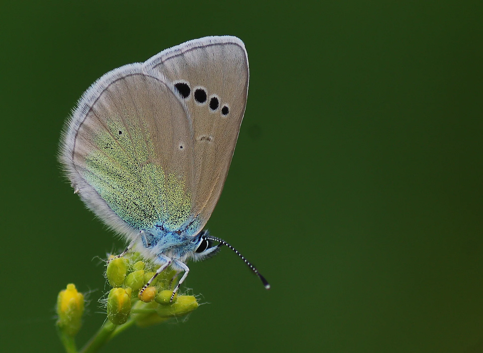 Glaucopsyche alexis (KaragÃ¶zmavisi) butterfly photo