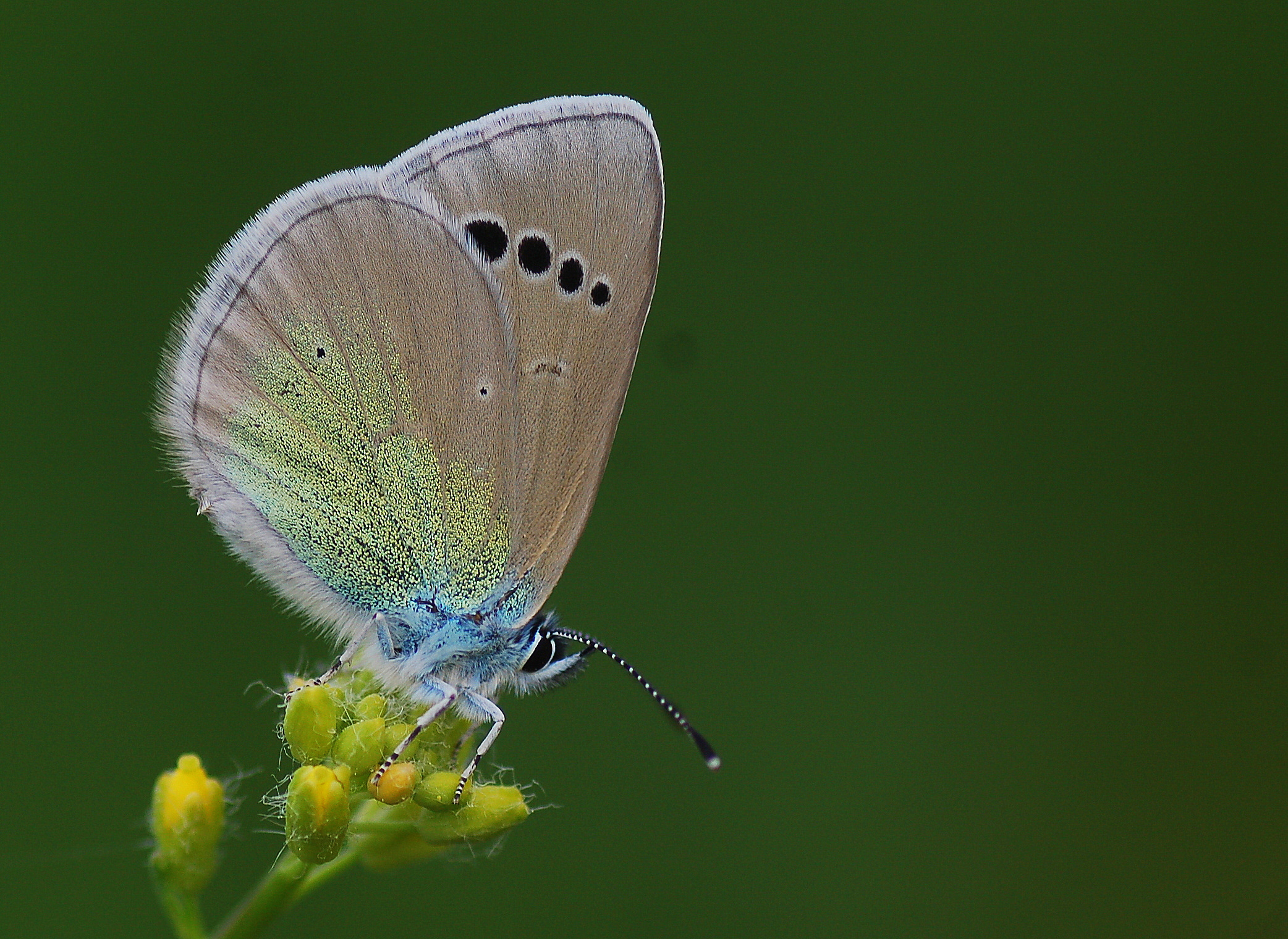 Glaucopsyche alexis (Karagözmavisi) butterfly photo