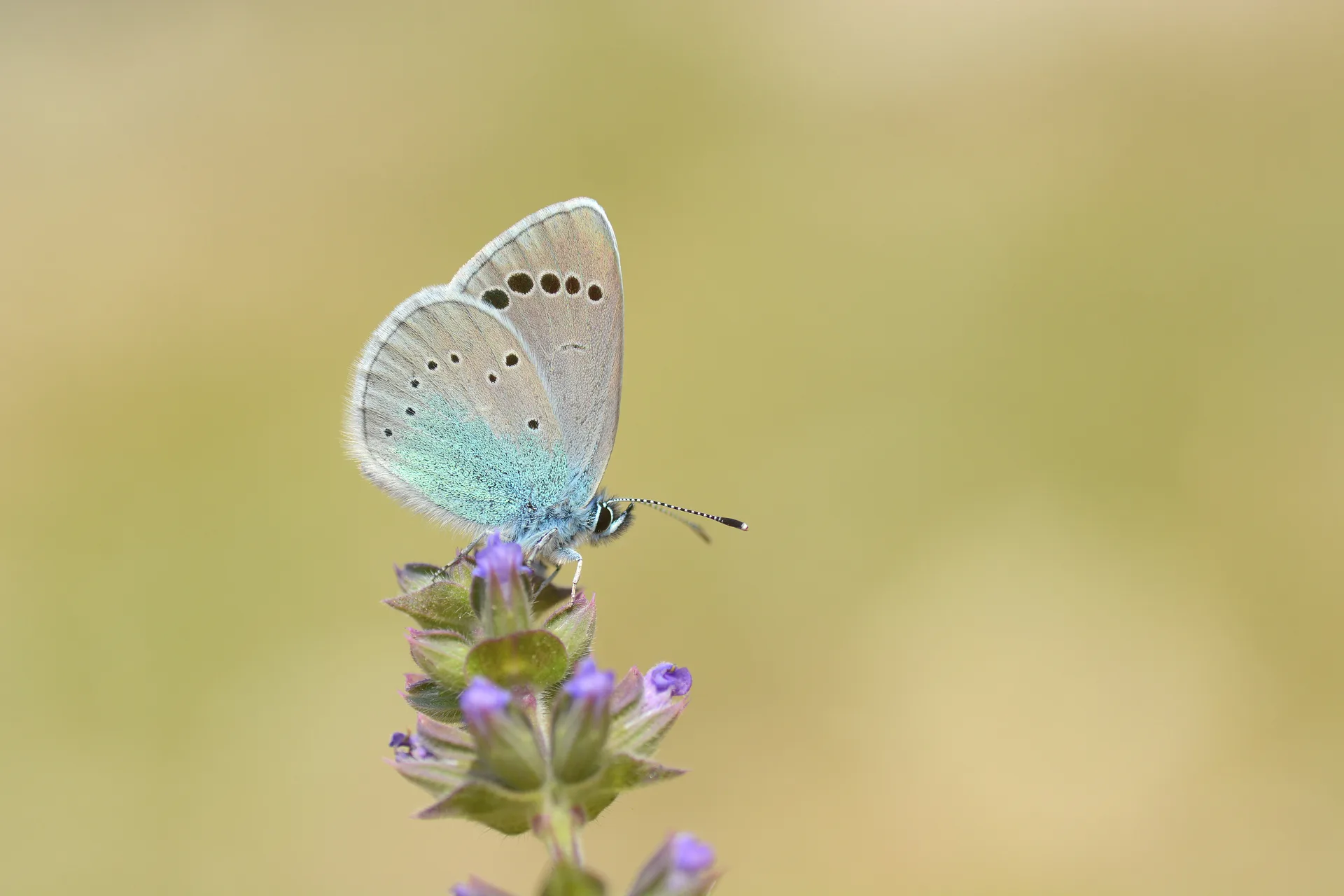 Glaucopsyche alexis (KaragÃ¶zmavisi) butterfly photo