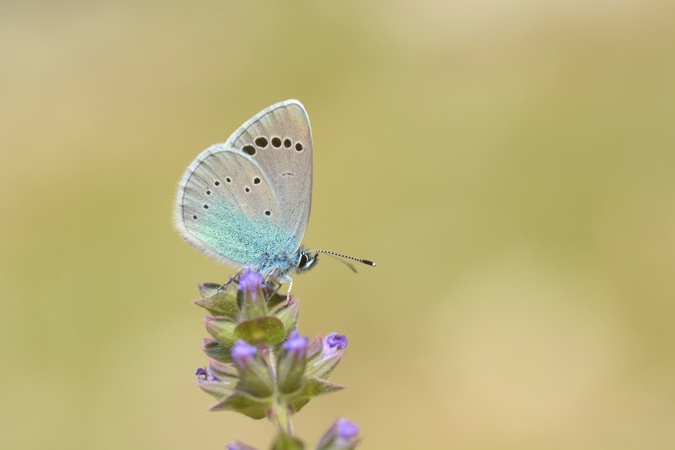 Glaucopsyche alexis (Karagözmavisi) butterfly photo