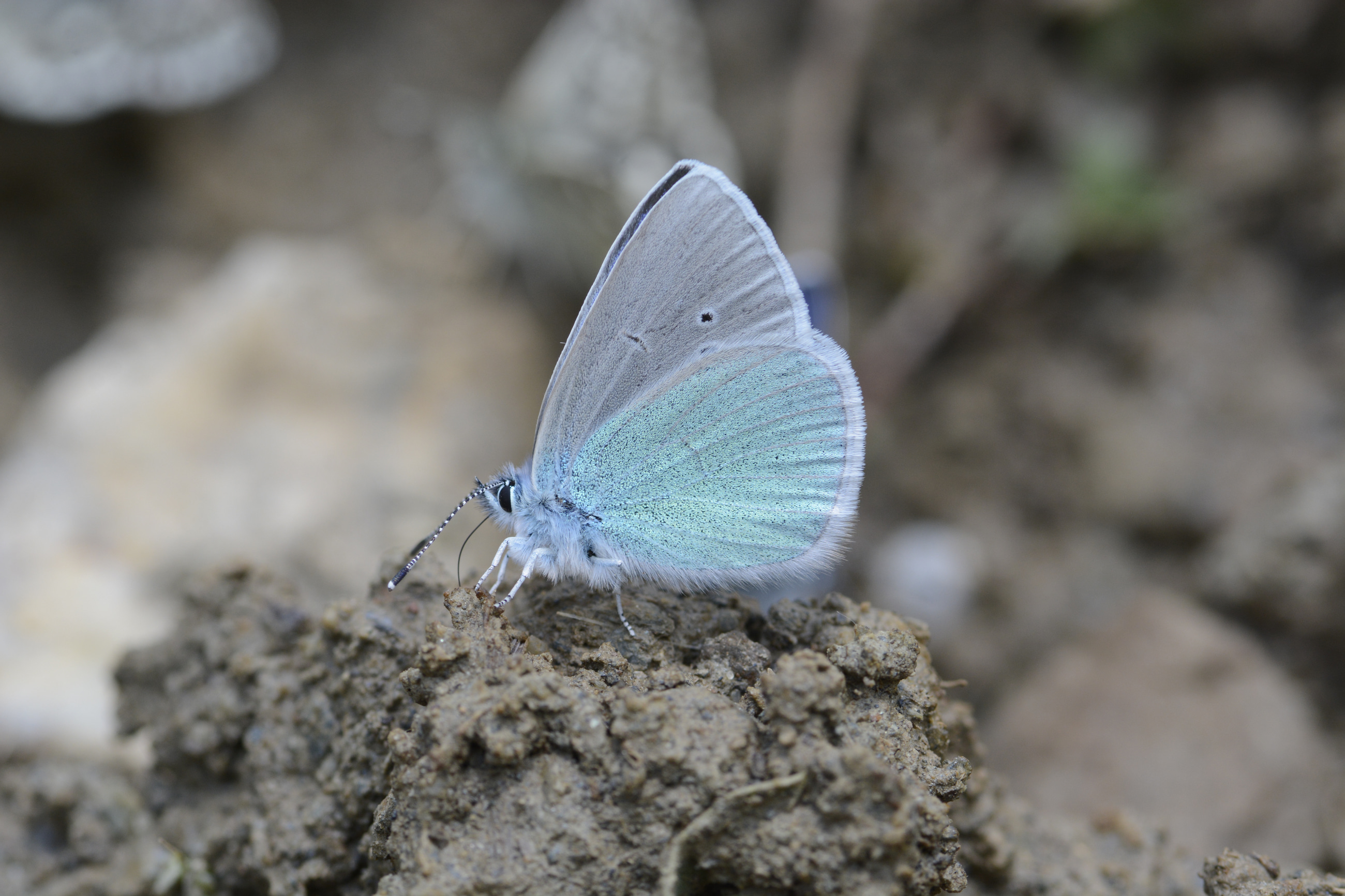 Glaucopsyche alexis (Karagözmavisi) butterfly photo