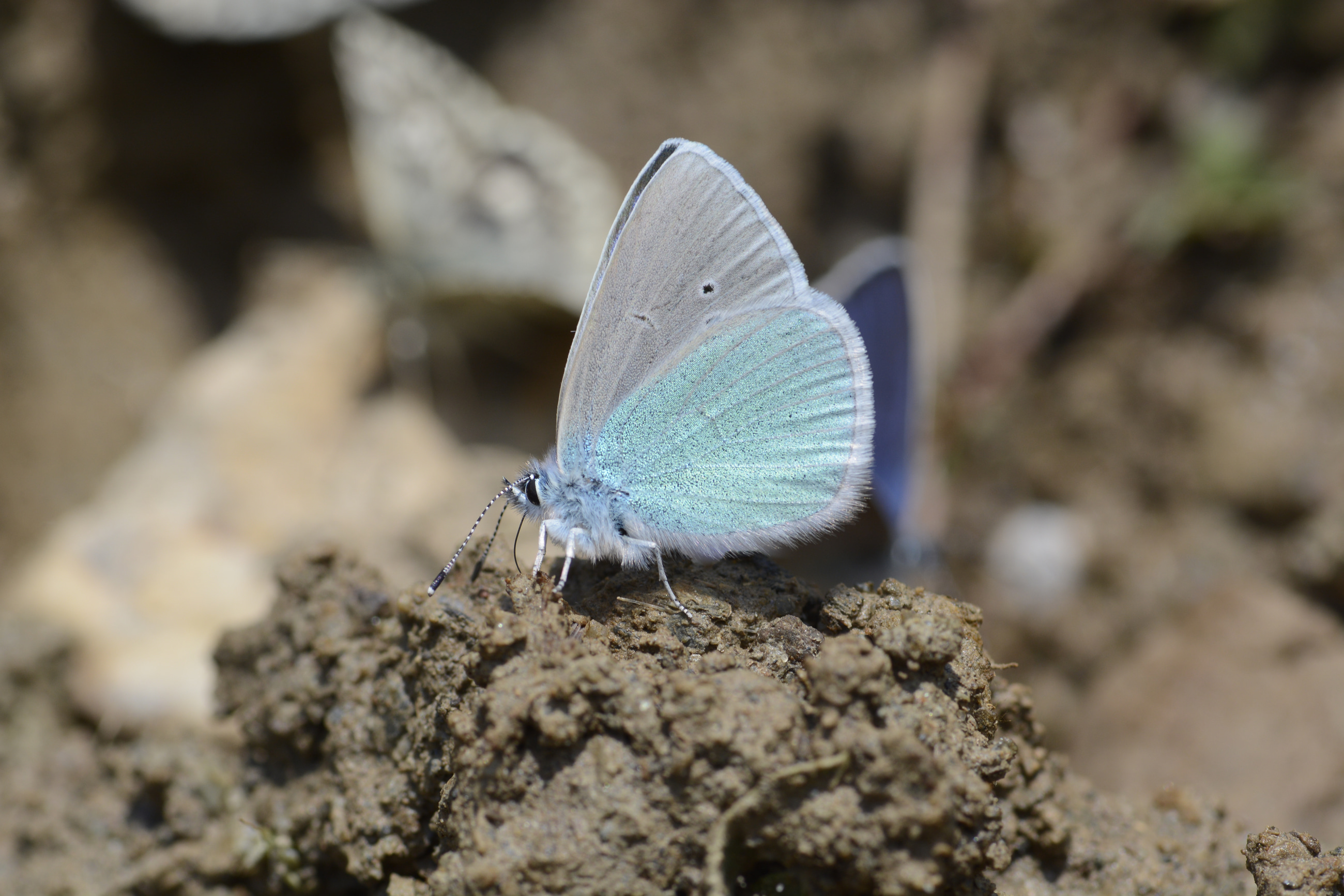Glaucopsyche alexis (Karagözmavisi) butterfly photo