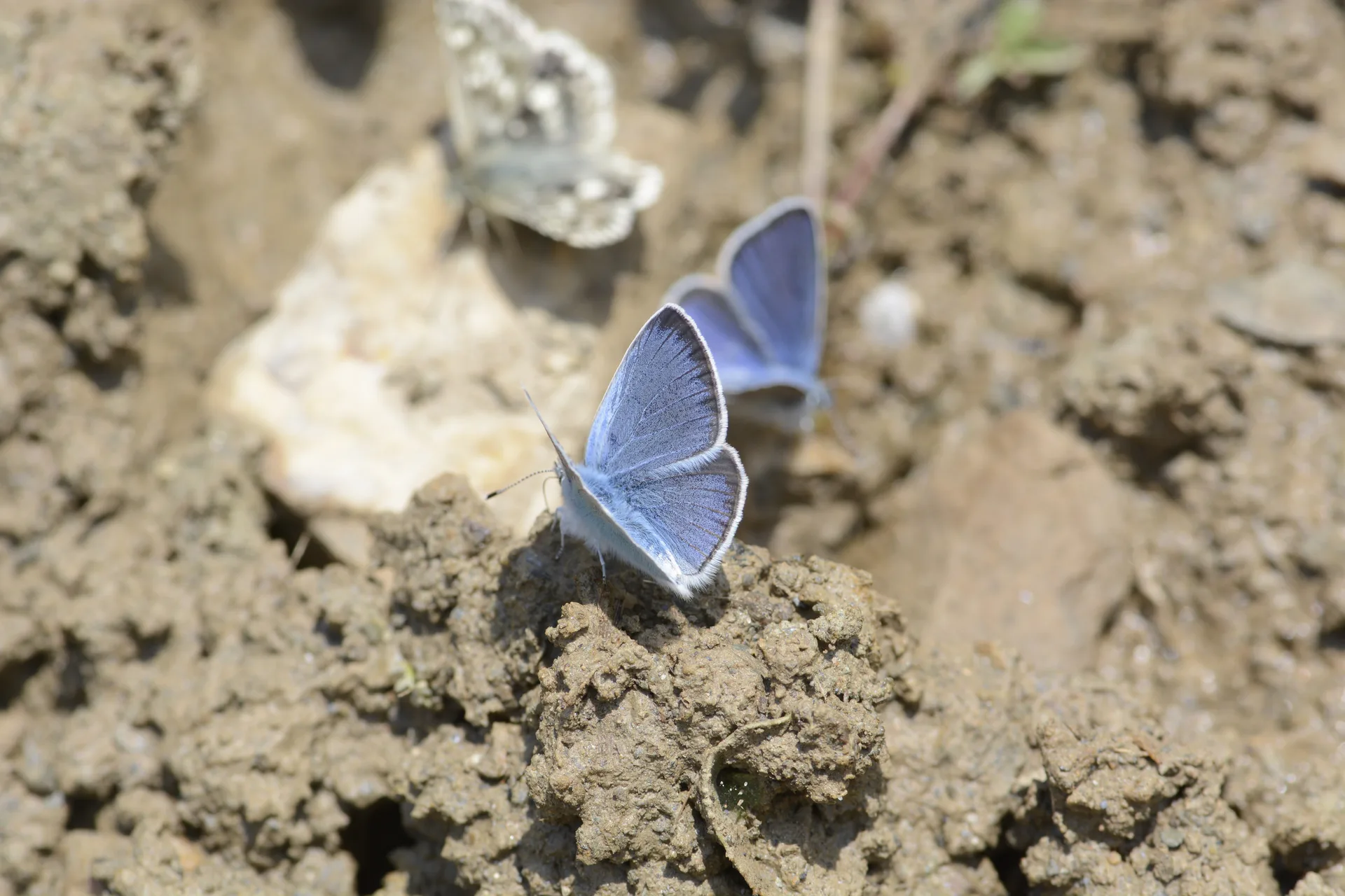 Glaucopsyche alexis (KaragÃ¶zmavisi) butterfly photo