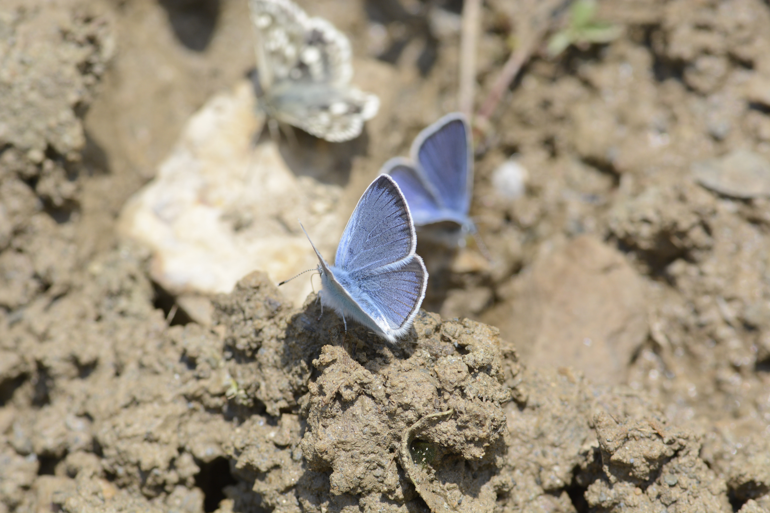 Glaucopsyche alexis (Karagözmavisi) butterfly photo