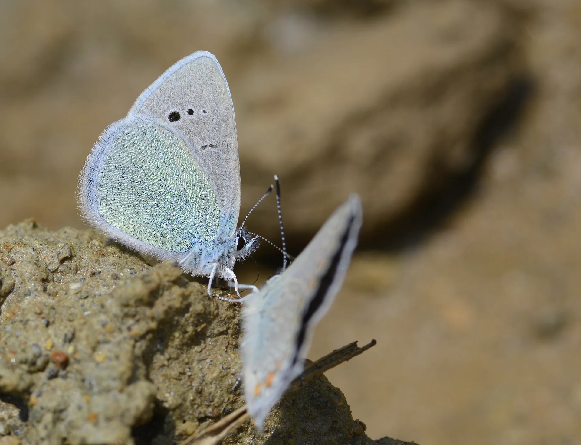 Glaucopsyche alexis (KaragÃ¶zmavisi) butterfly photo