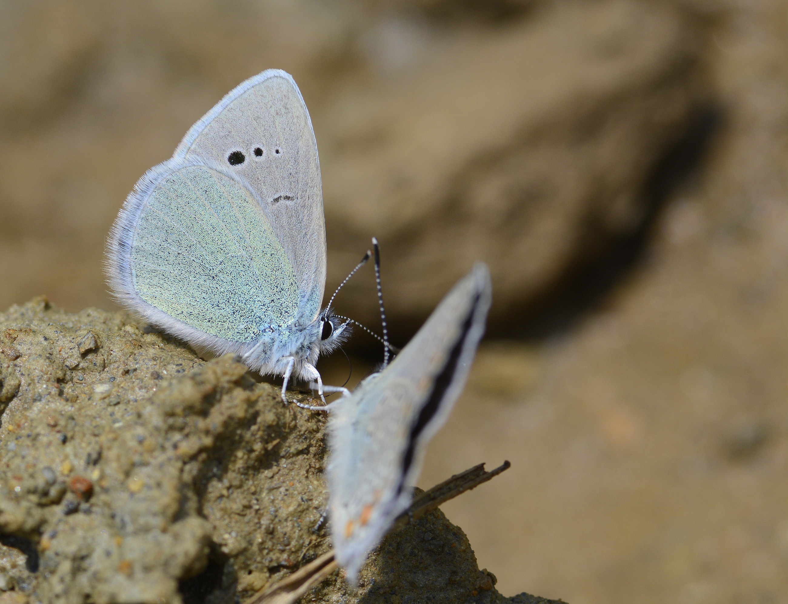 Glaucopsyche alexis (Karagözmavisi) butterfly photo