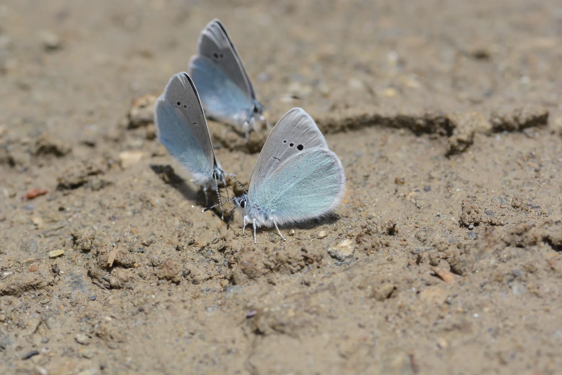 Glaucopsyche alexis (KaragÃ¶zmavisi) butterfly photo