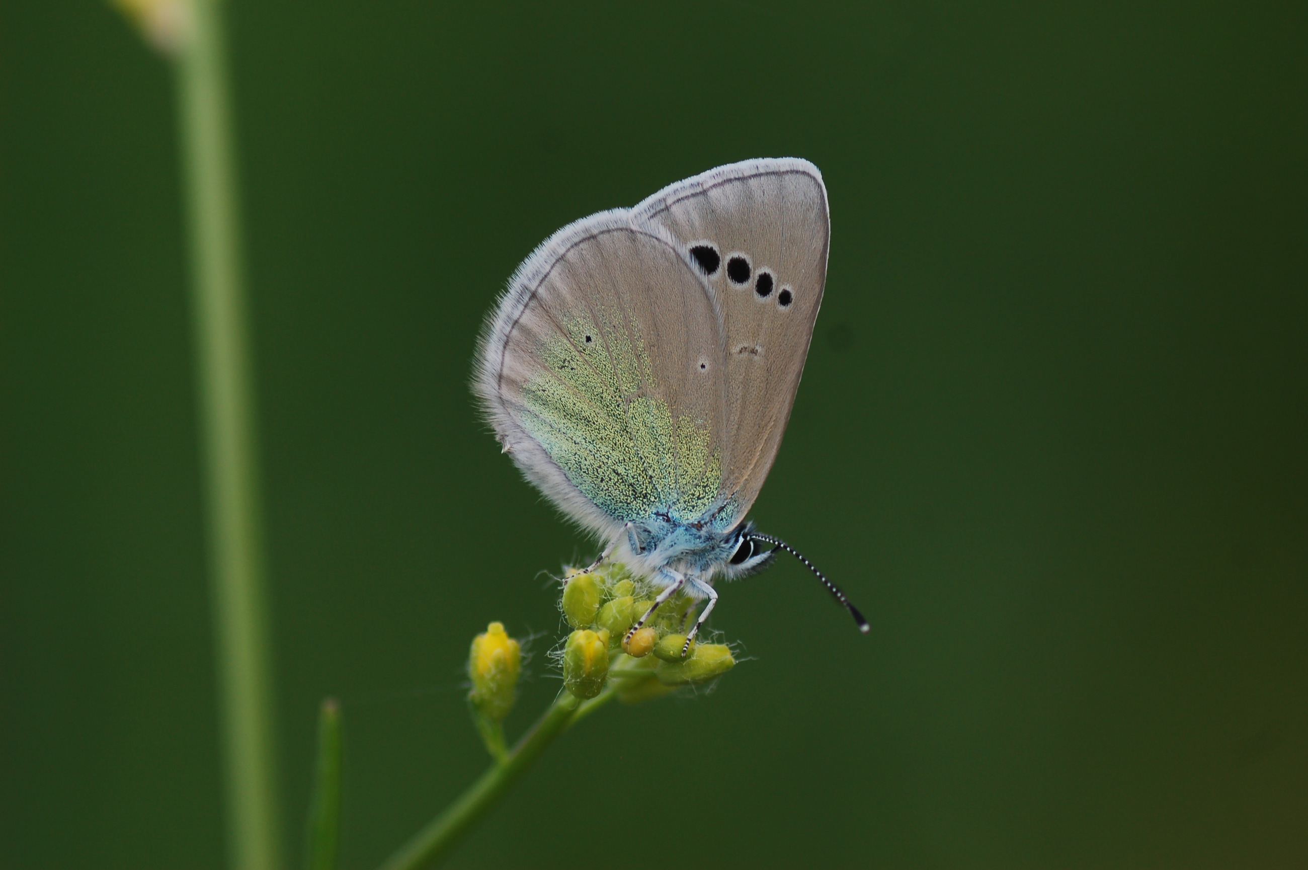Glaucopsyche alexis (Karagözmavisi) butterfly photo