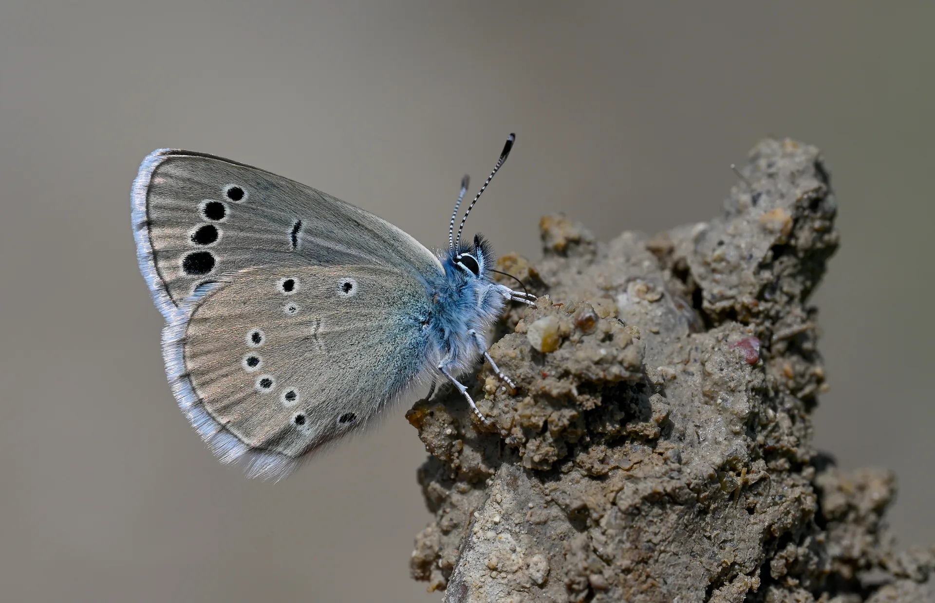 Glaucopsyche astraea (Anadolu Karagözmavisi) butterfly photo