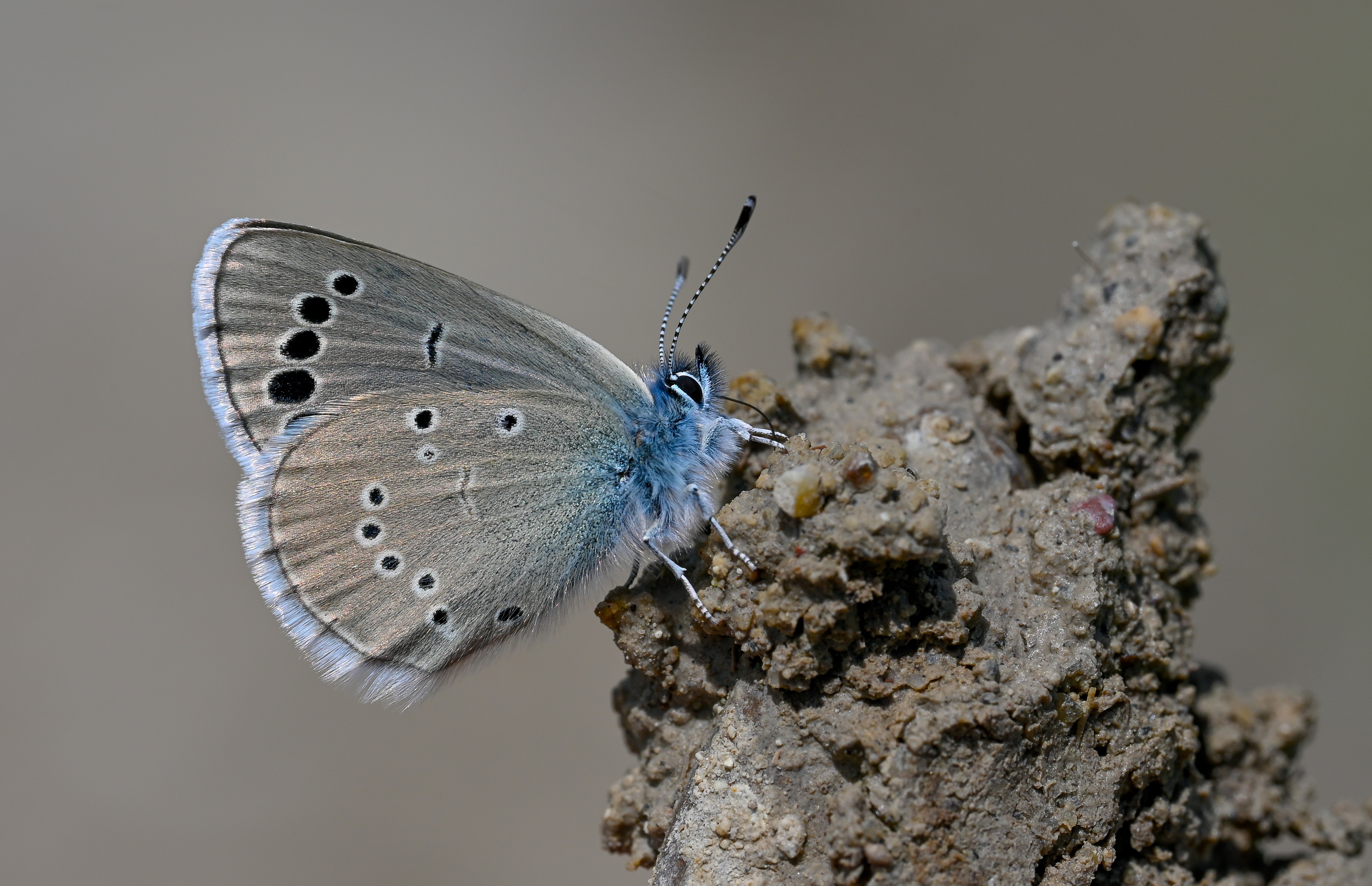Glaucopsyche astraea (Anadolu Karagözmavisi) butterfly photo