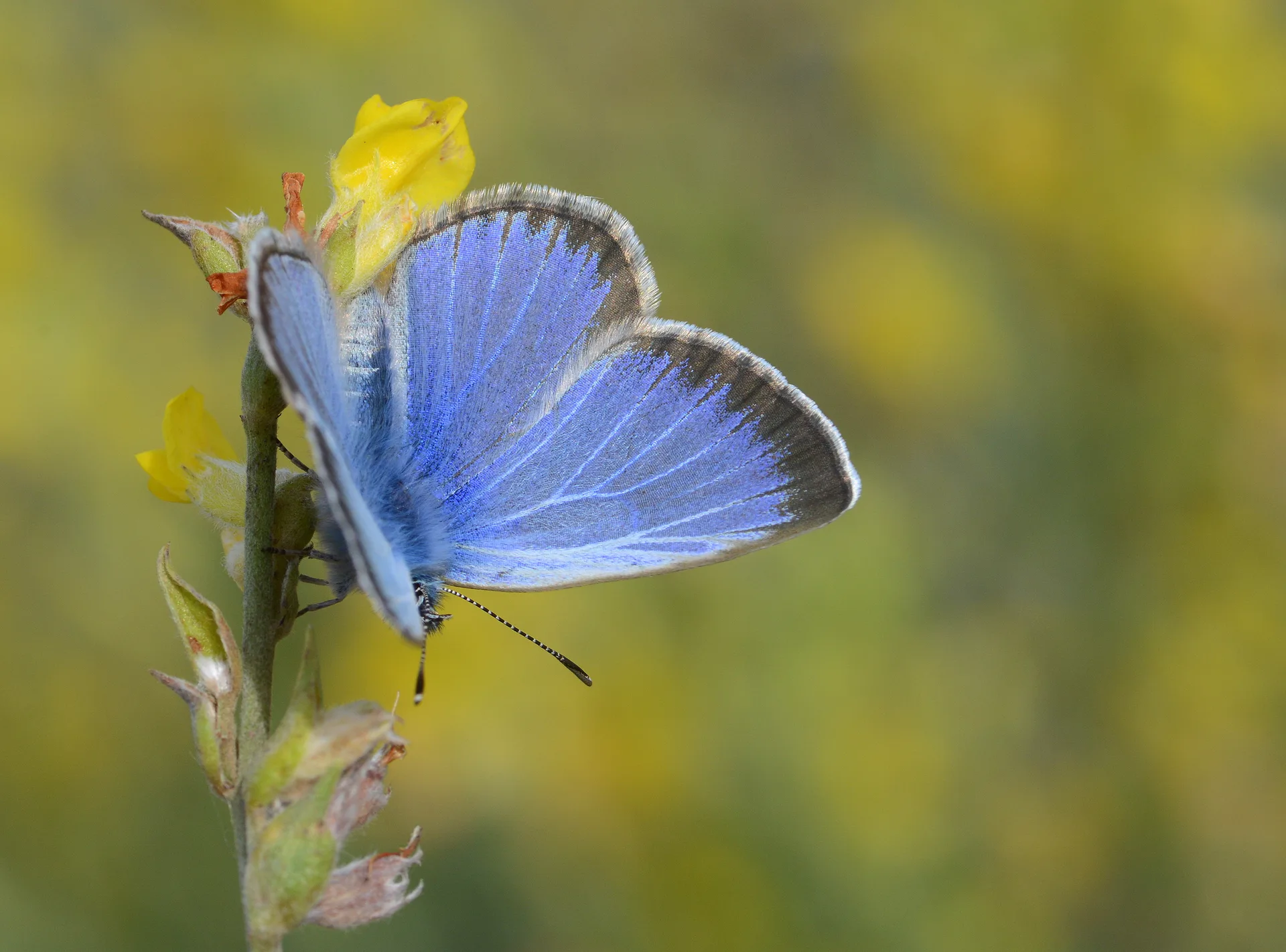 Glaucopsyche melanops butterfly photo