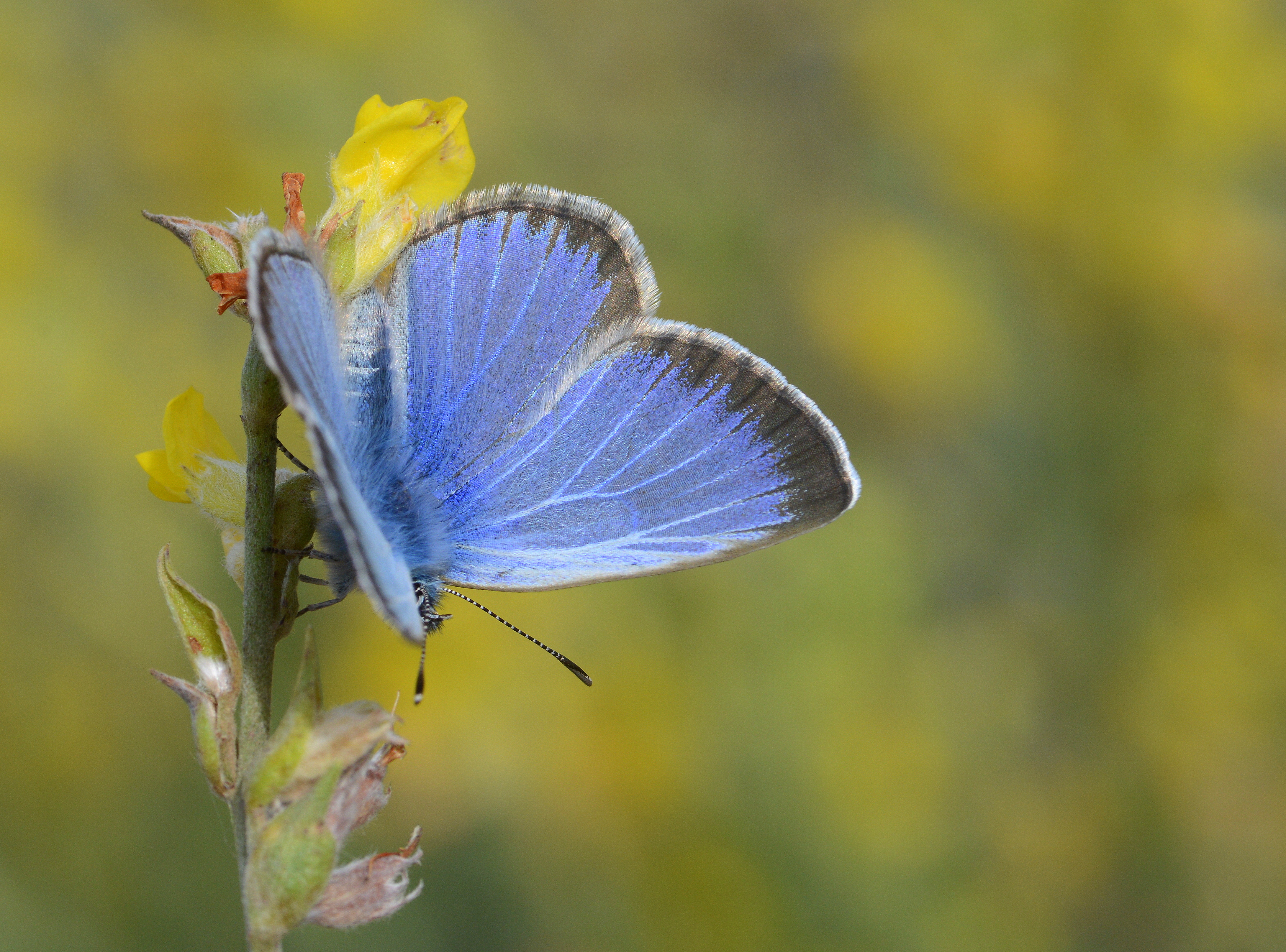 Glaucopsyche melanops butterfly photo