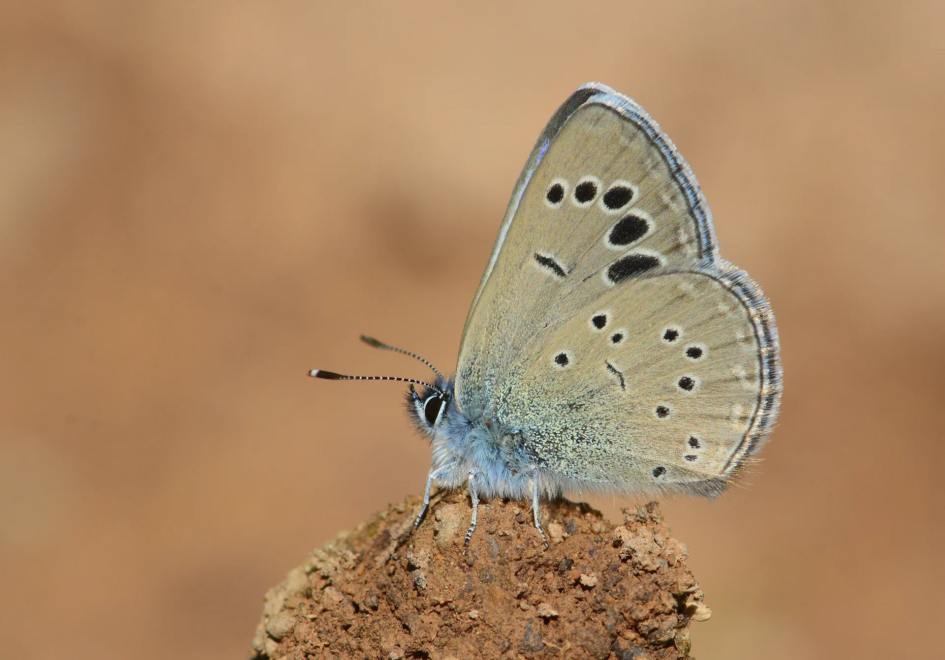 Glaucopsyche melanops butterfly photo