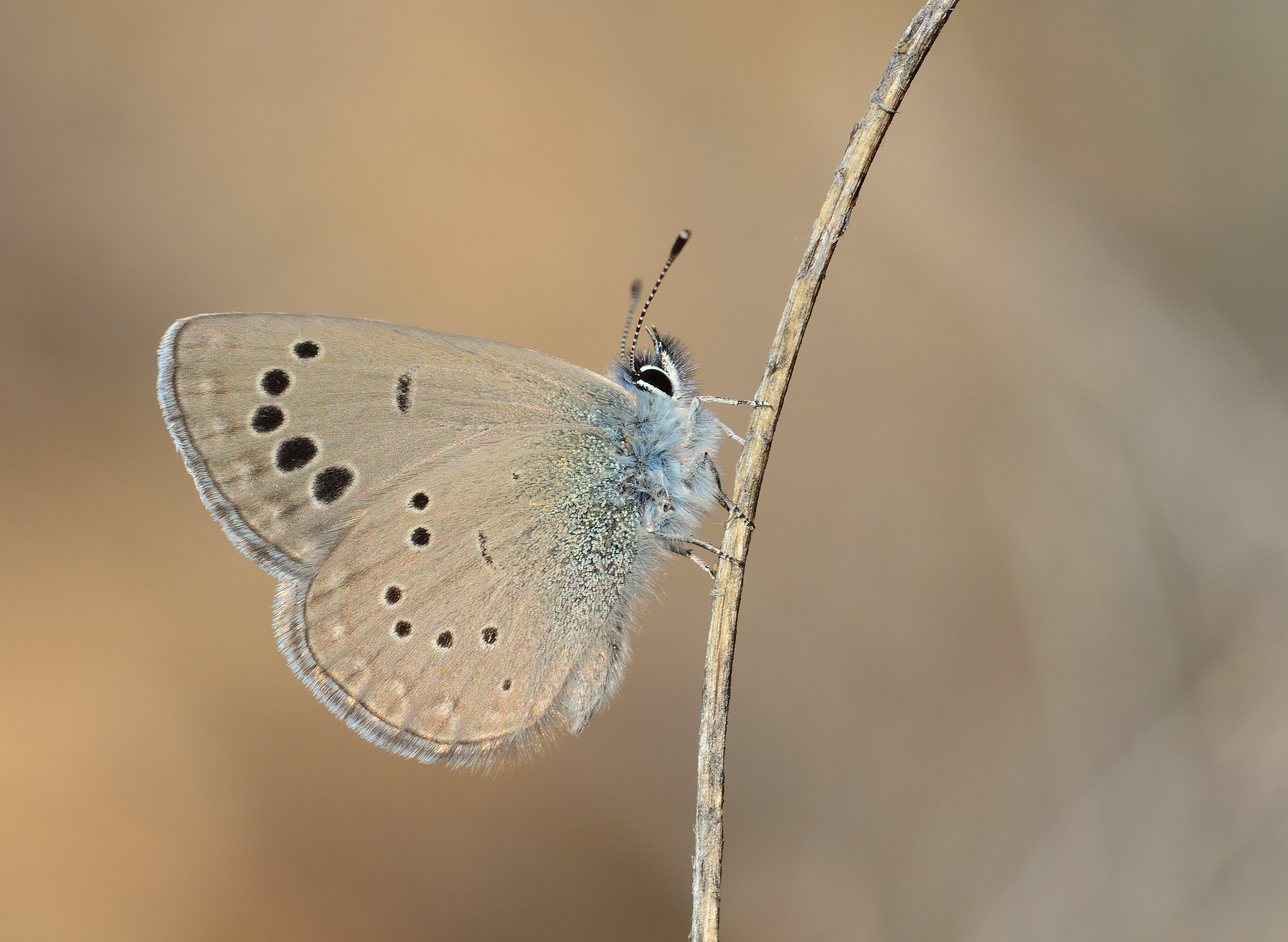 Glaucopsyche melanops butterfly photo