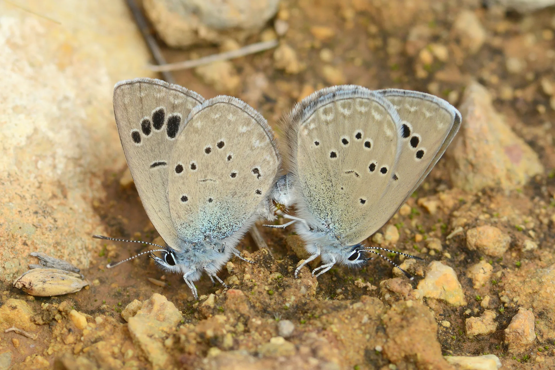 Glaucopsyche melanops butterfly photo