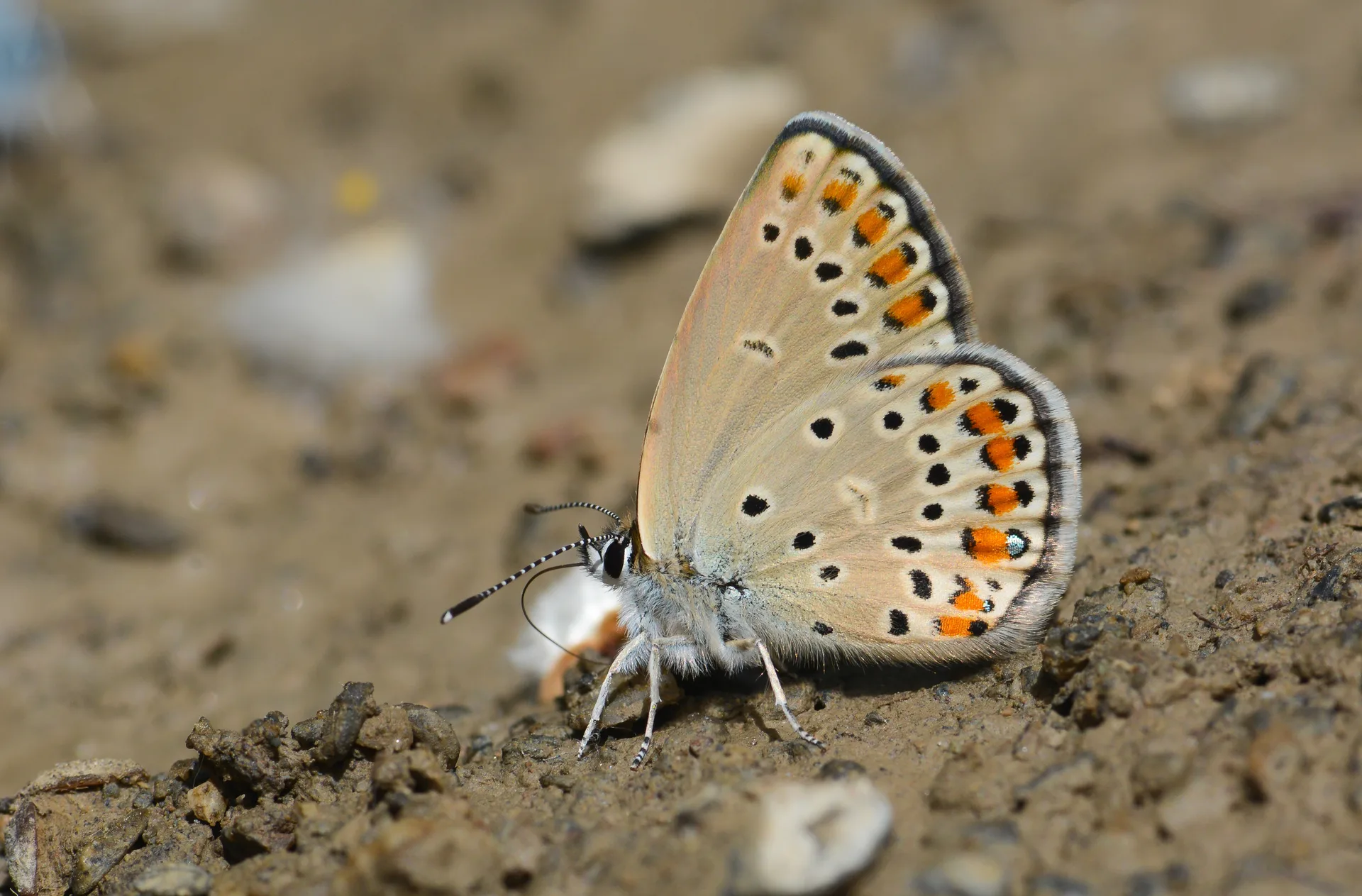 Kretania eurypilus butterfly photo