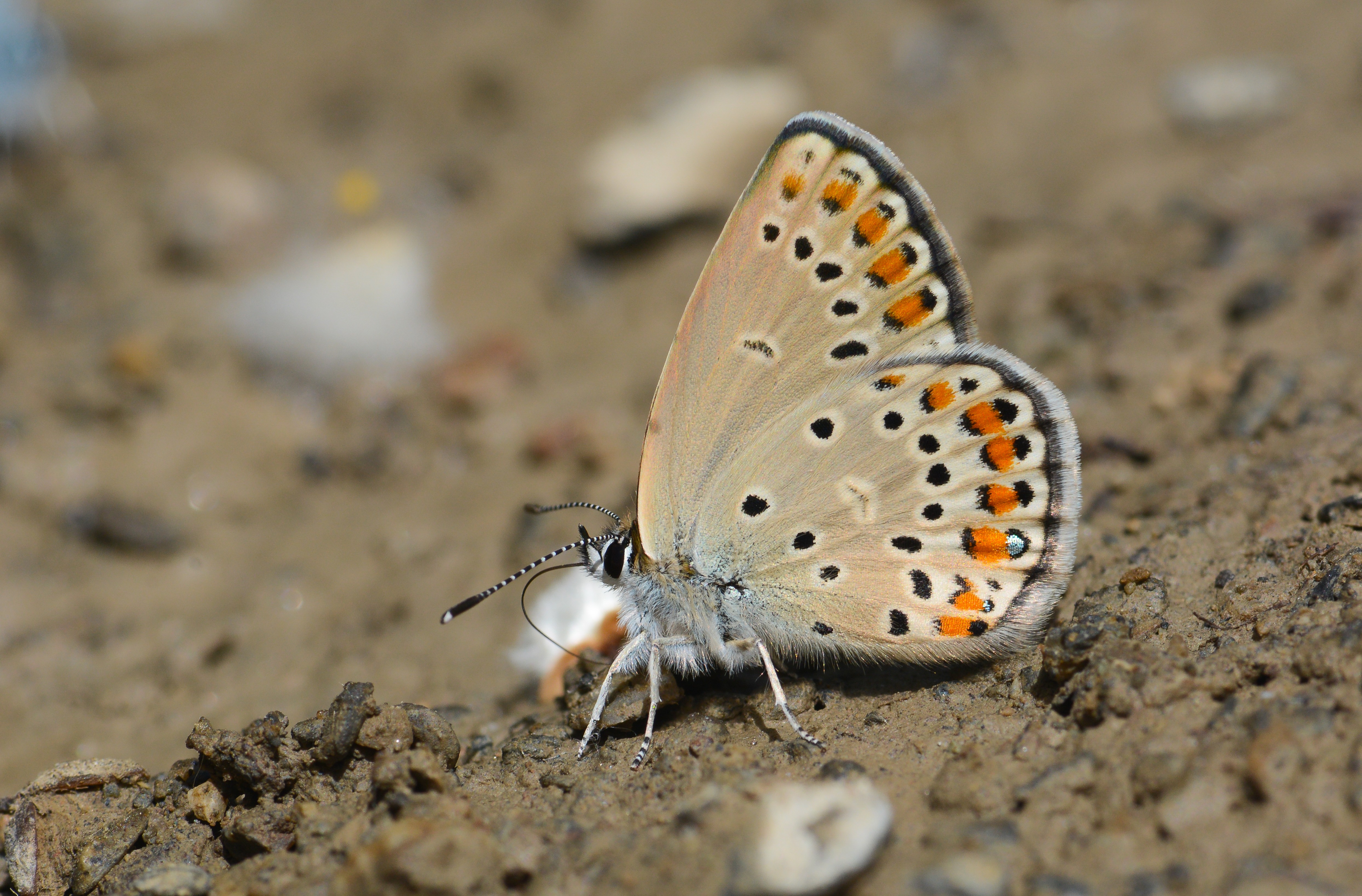 Kretania eurypilus butterfly photo