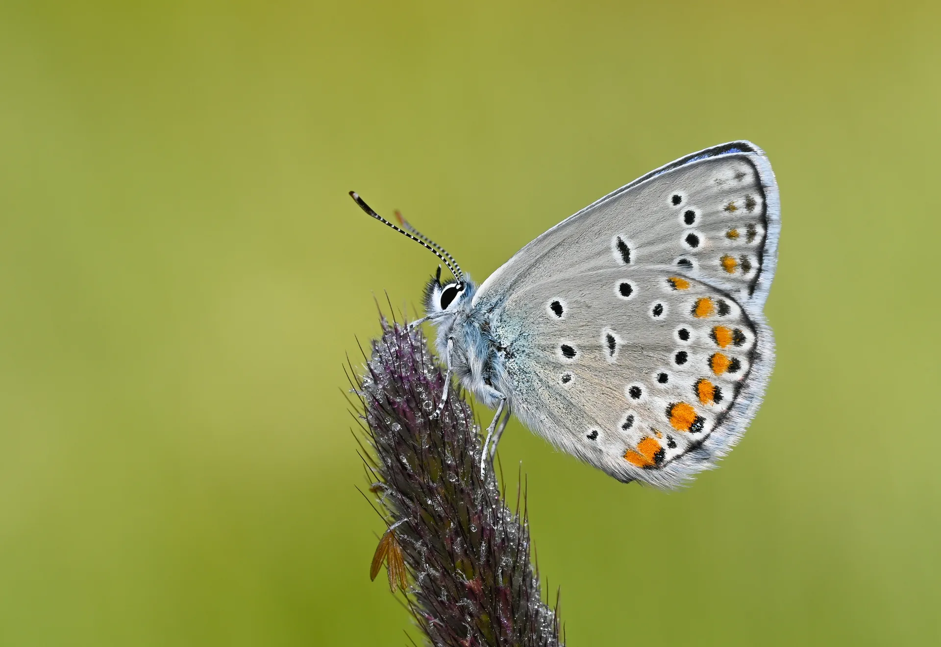 Kretania pylaon butterfly photo