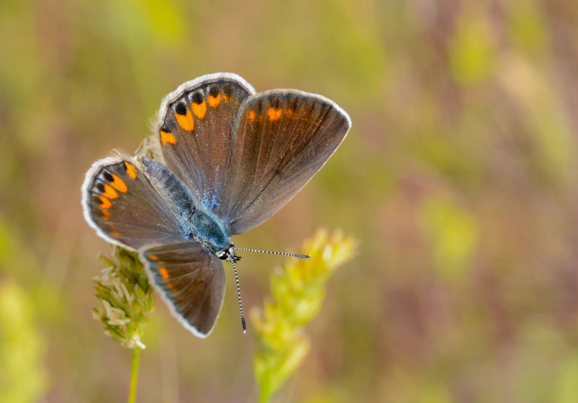 Kretania pylaon butterfly photo