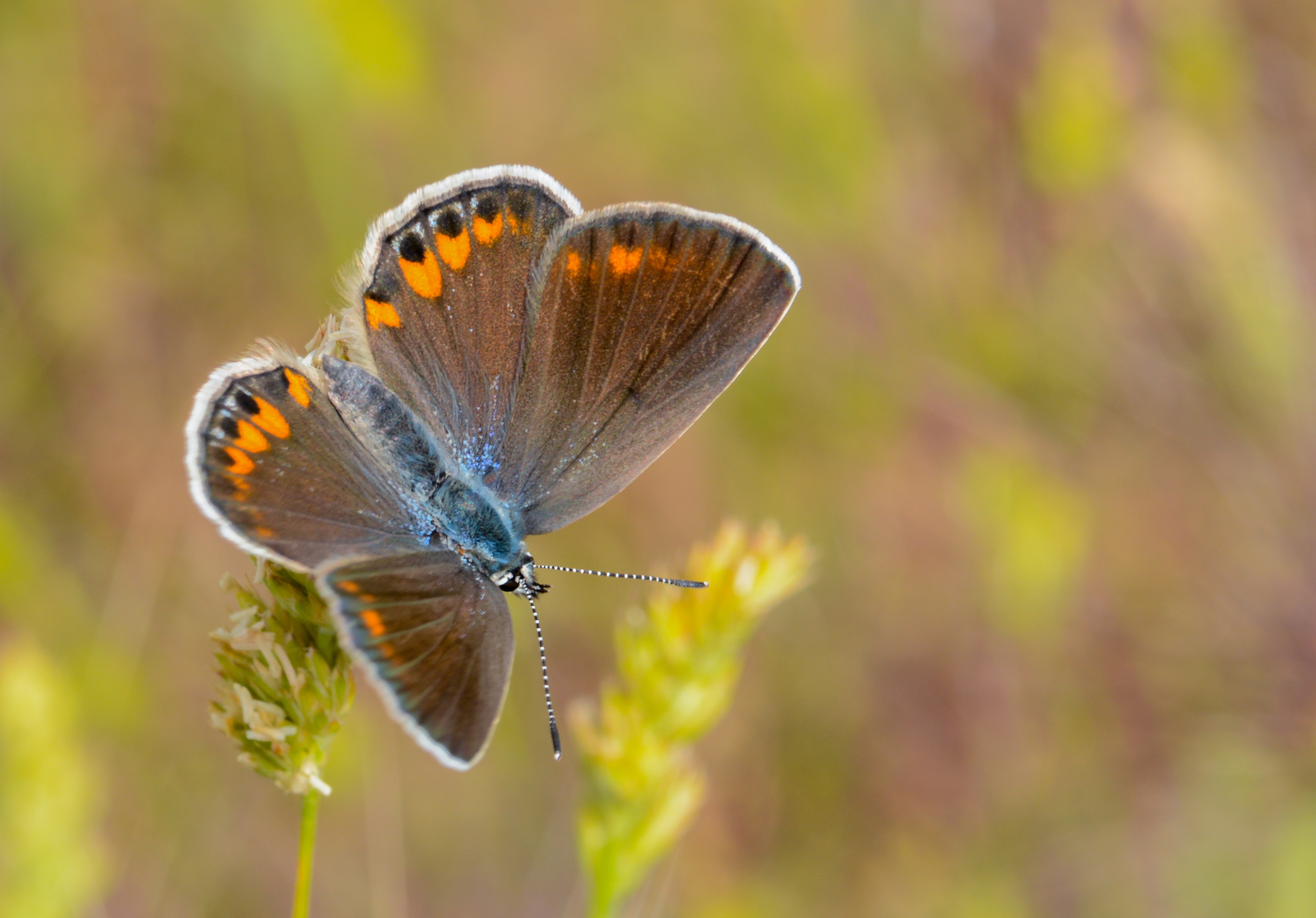 Kretania pylaon butterfly photo