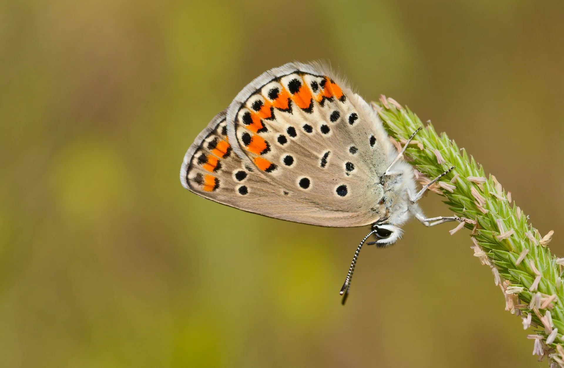 Kretania pylaon butterfly photo