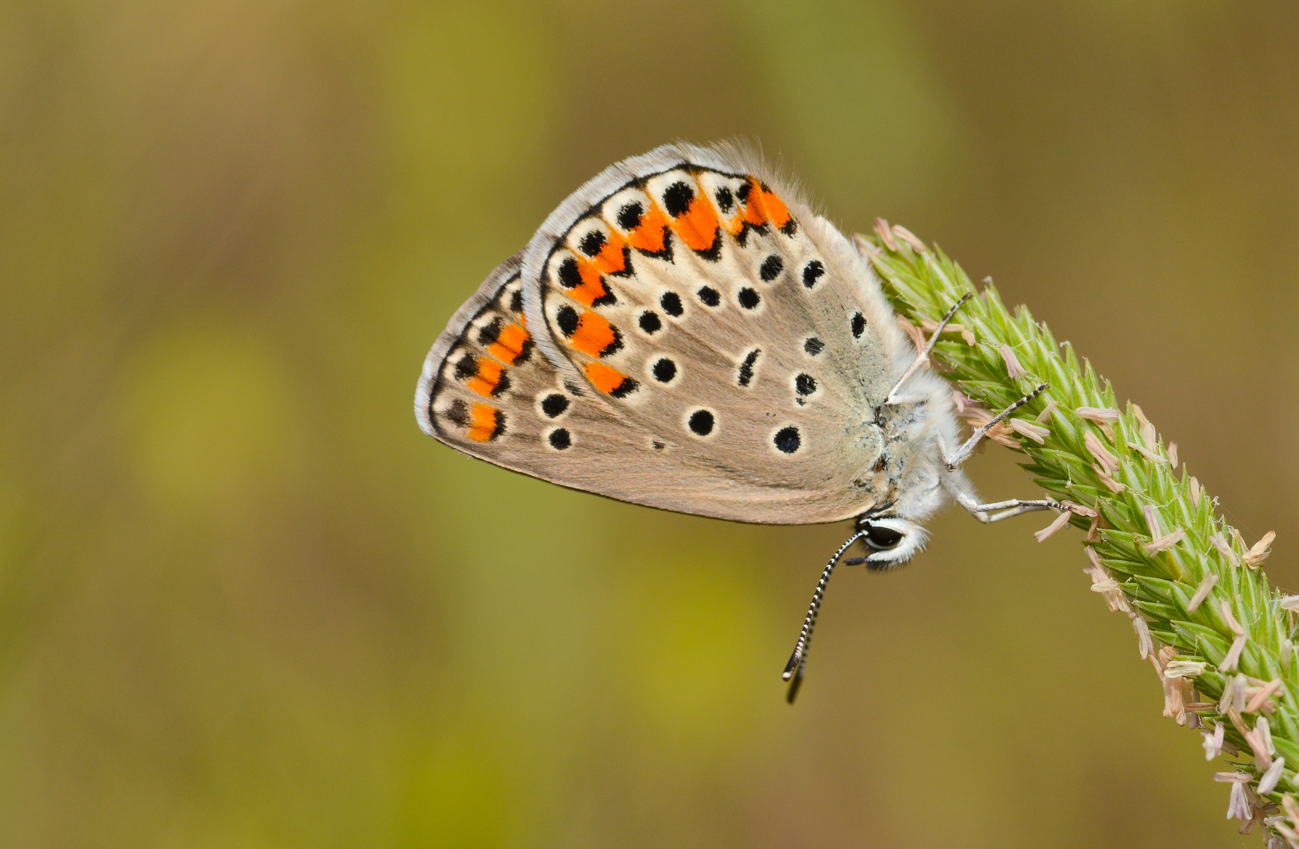 Kretania pylaon butterfly photo
