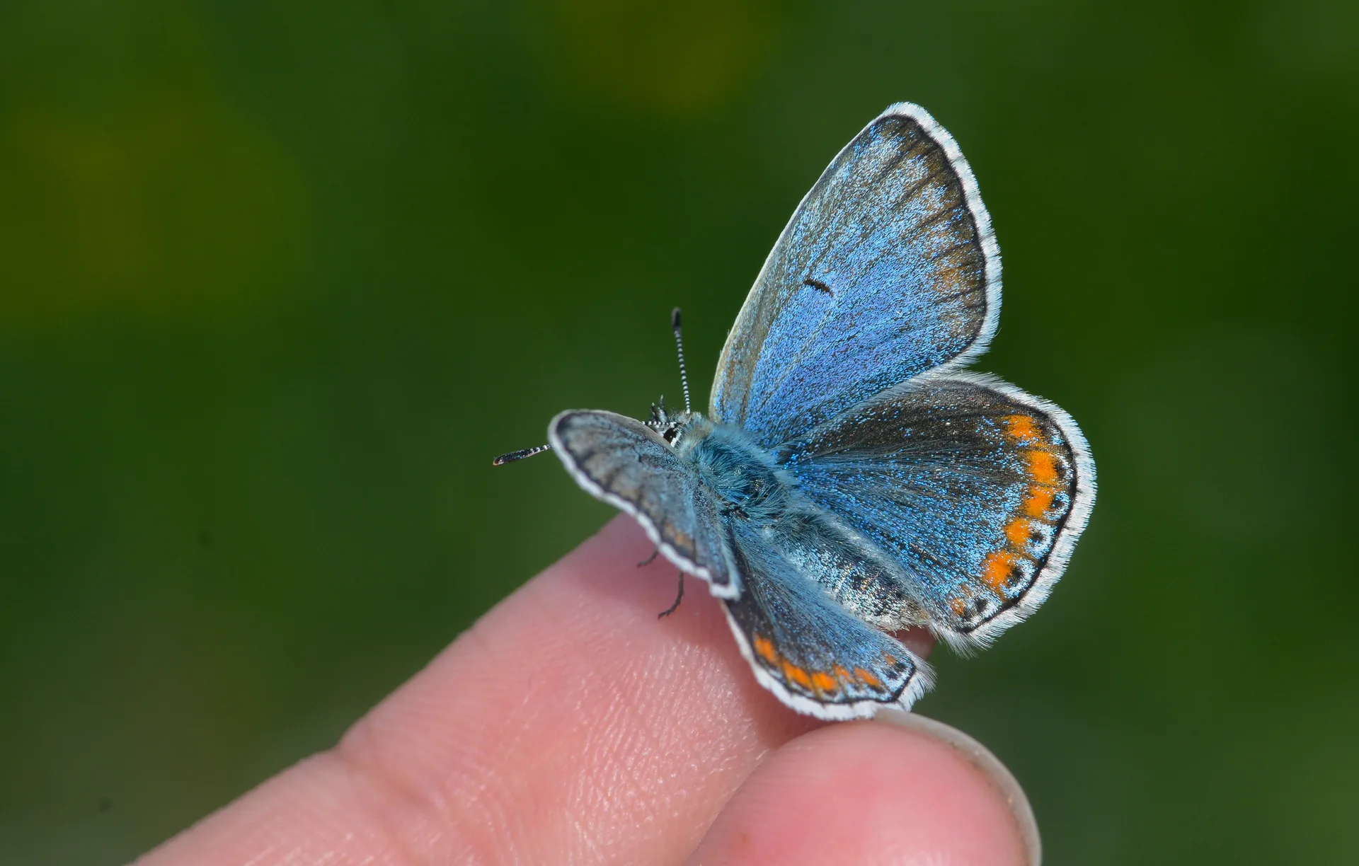 Kretania sephirus (Balkan Esmergözü) butterfly photo