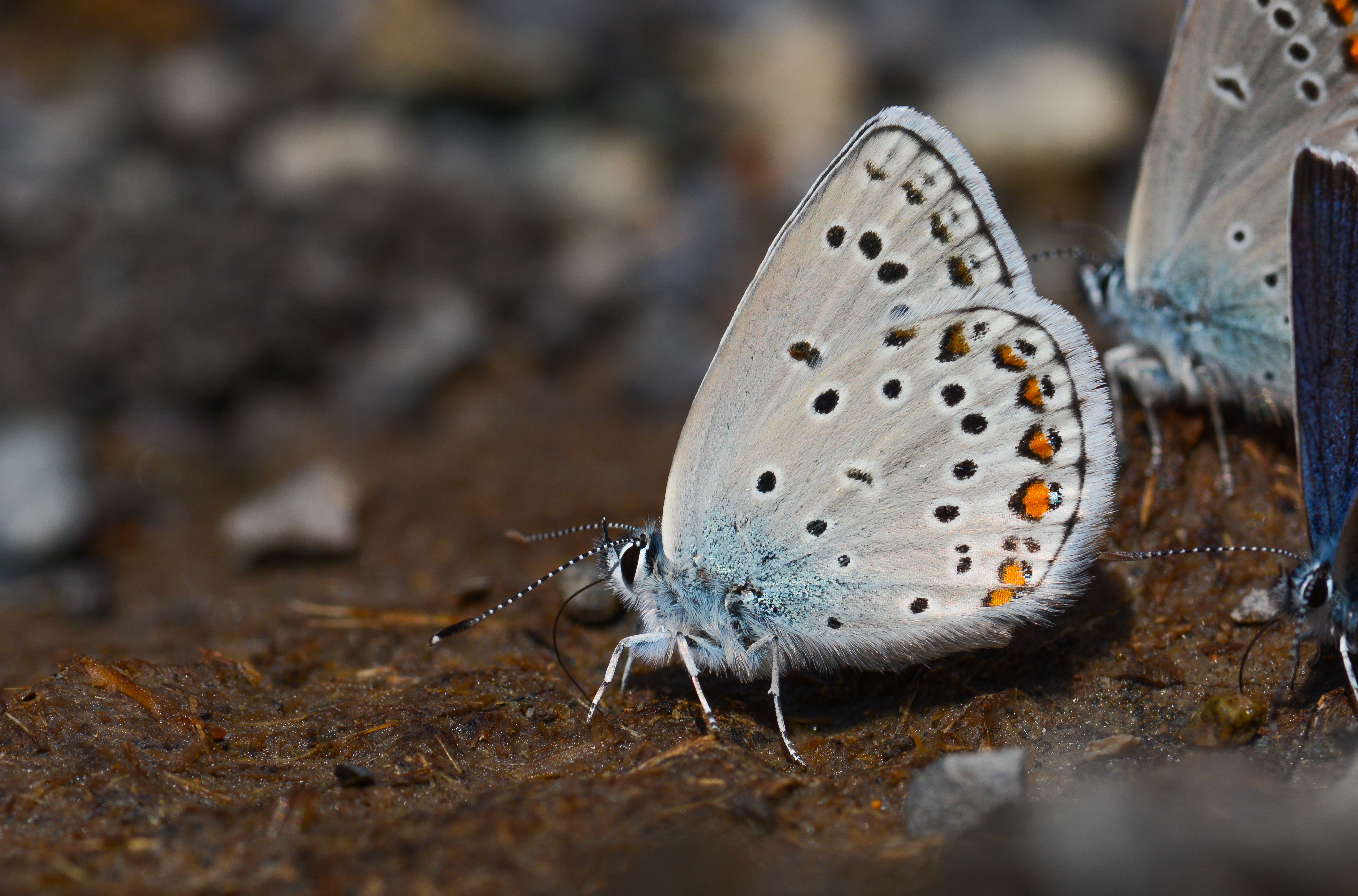 Kretania sephirus (Balkan Esmergözü) butterfly photo