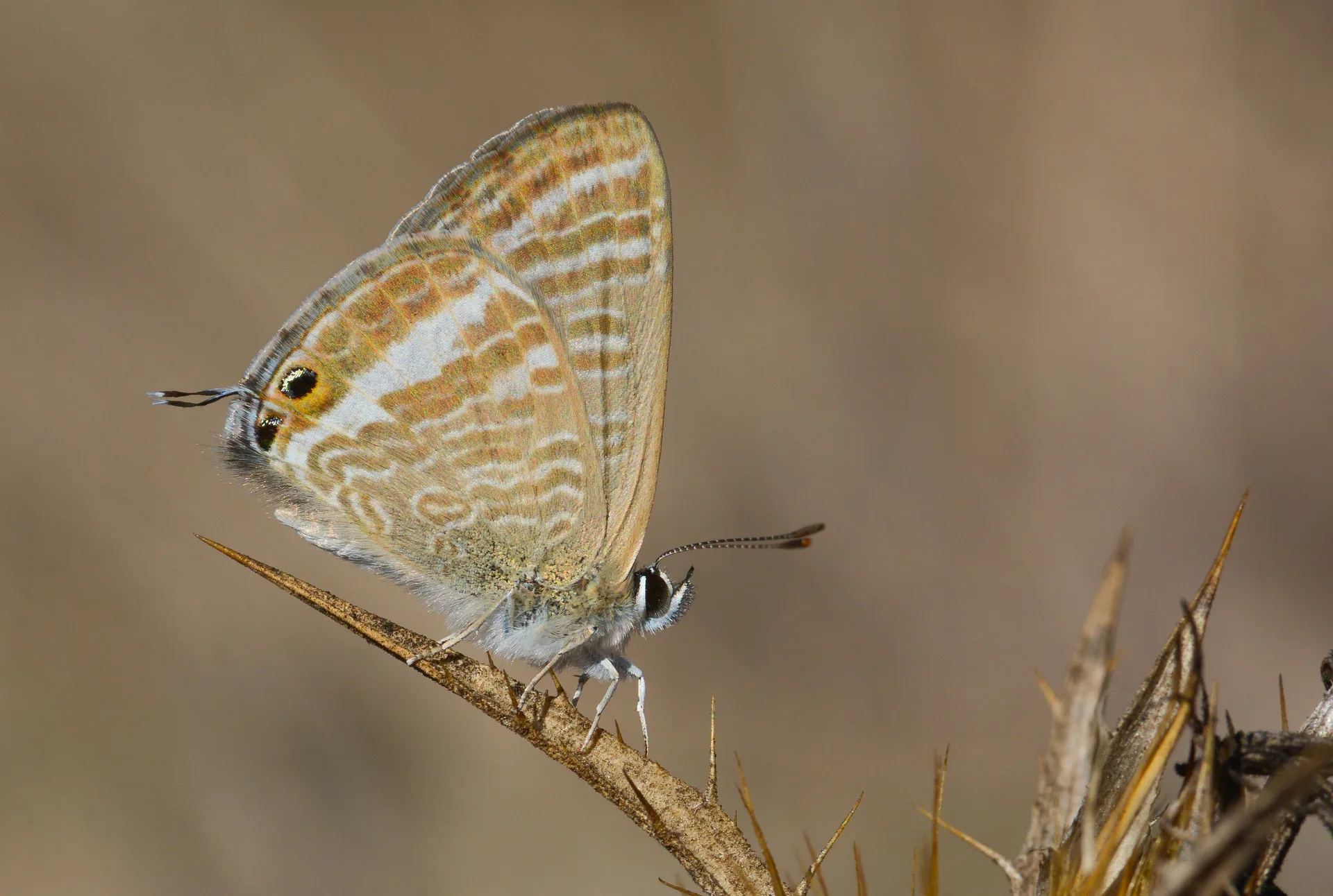 Lampides boeticus (Lampides) butterfly photo