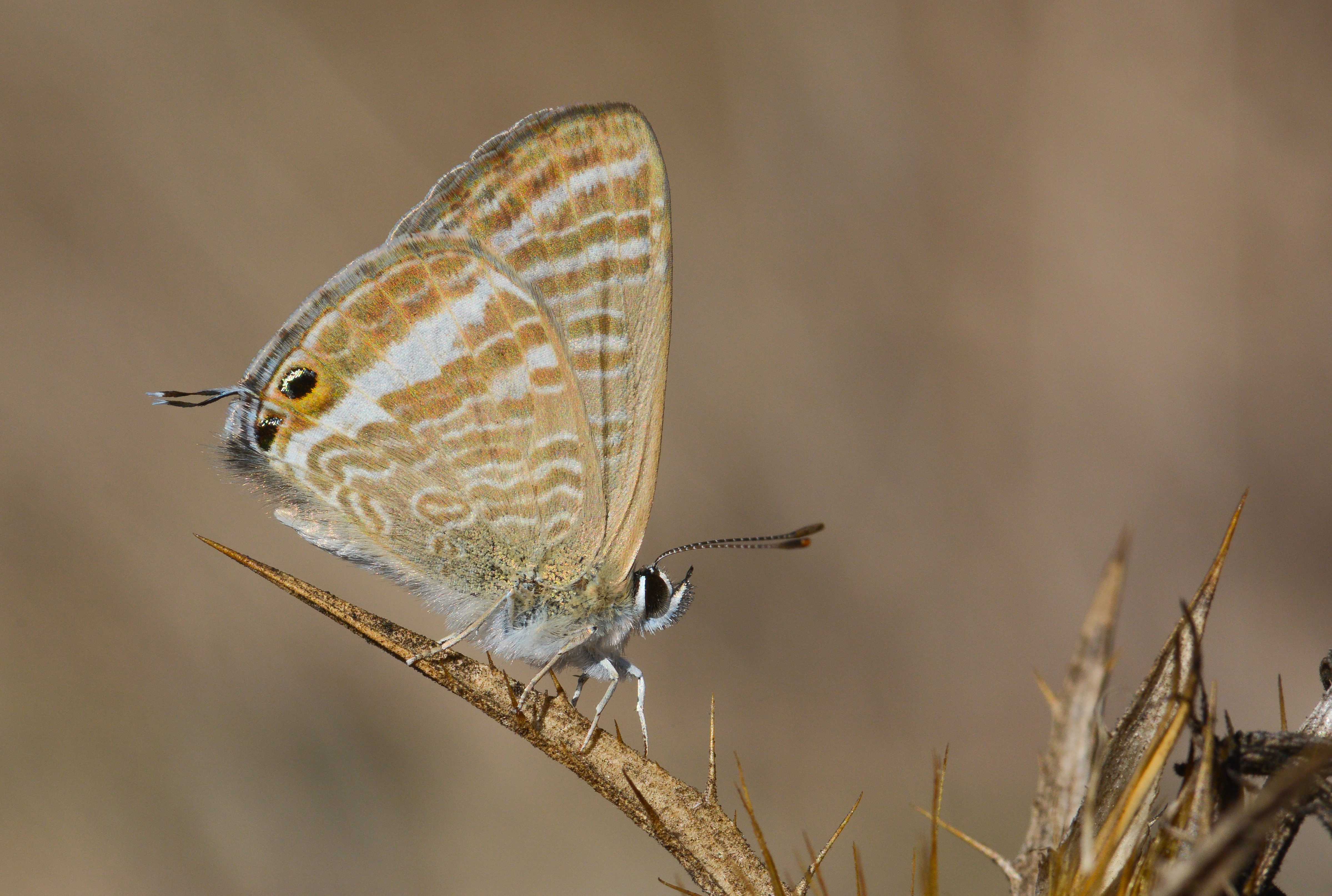 Lampides boeticus (Lampides) butterfly photo