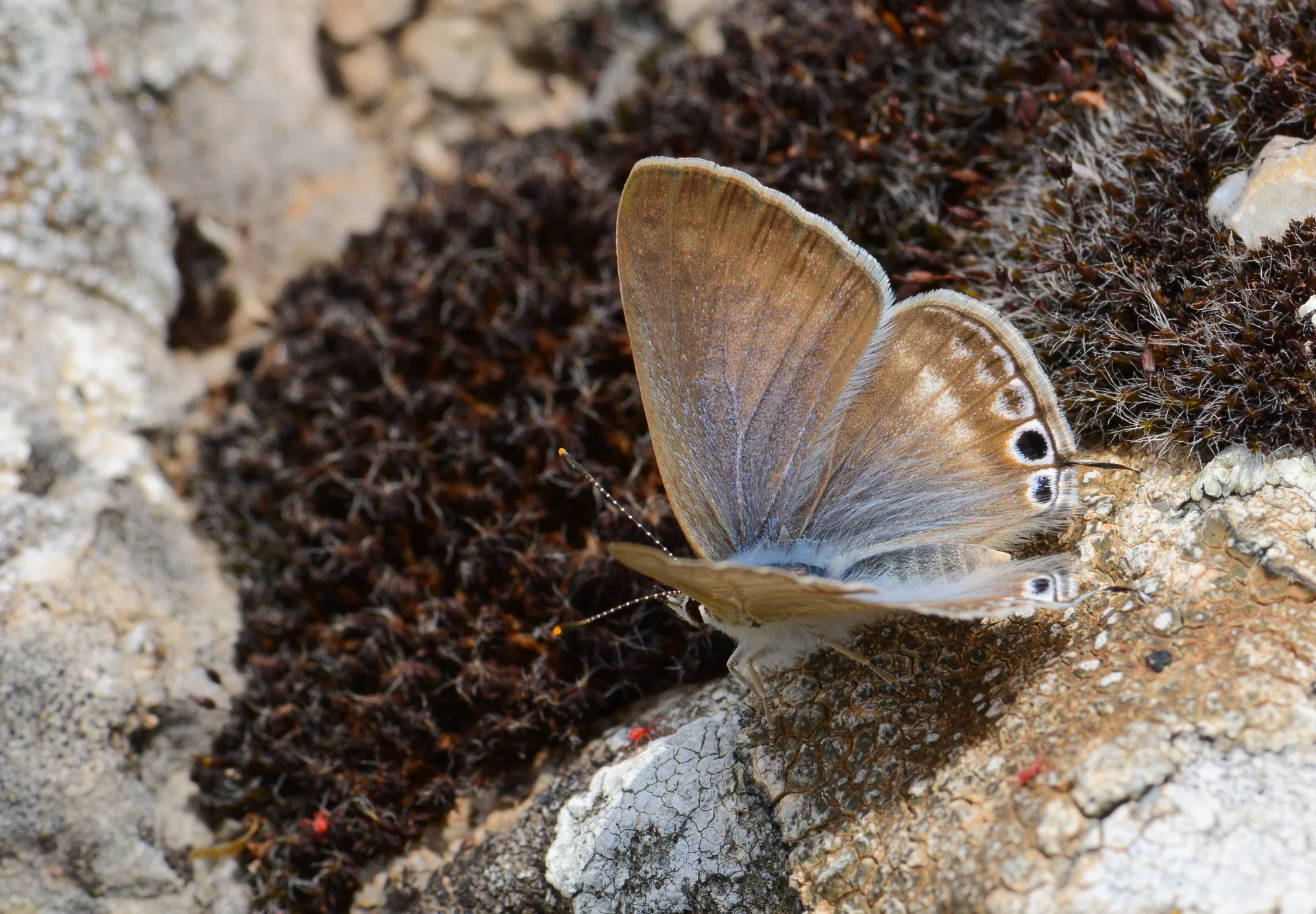 Lampides boeticus (Lampides) butterfly photo