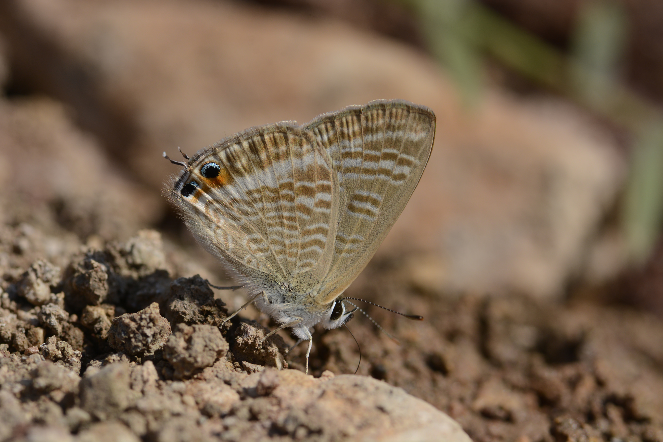 Lampides boeticus (Lampides) butterfly photo