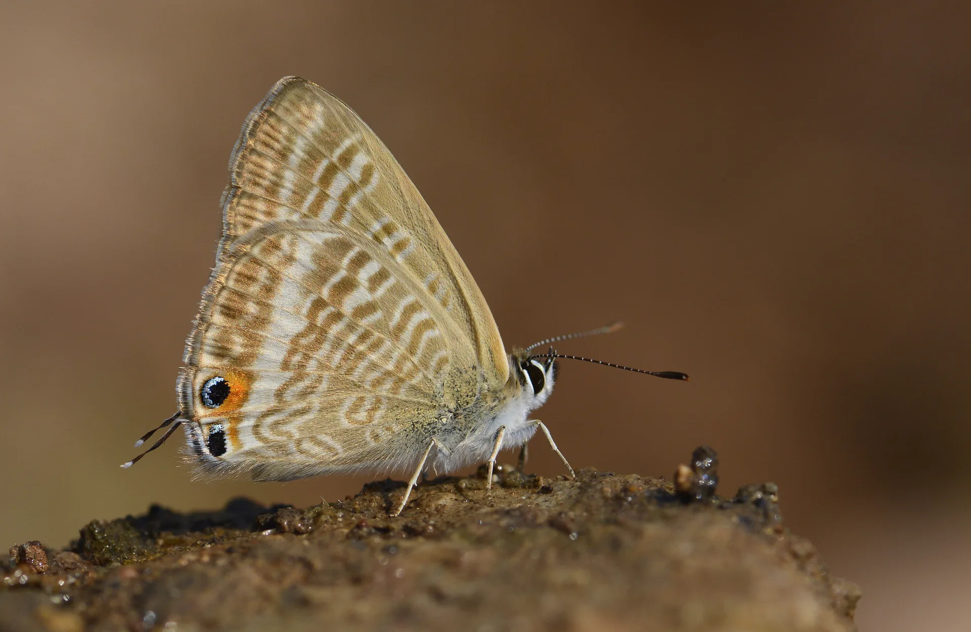 Lampides boeticus (Lampides) butterfly photo